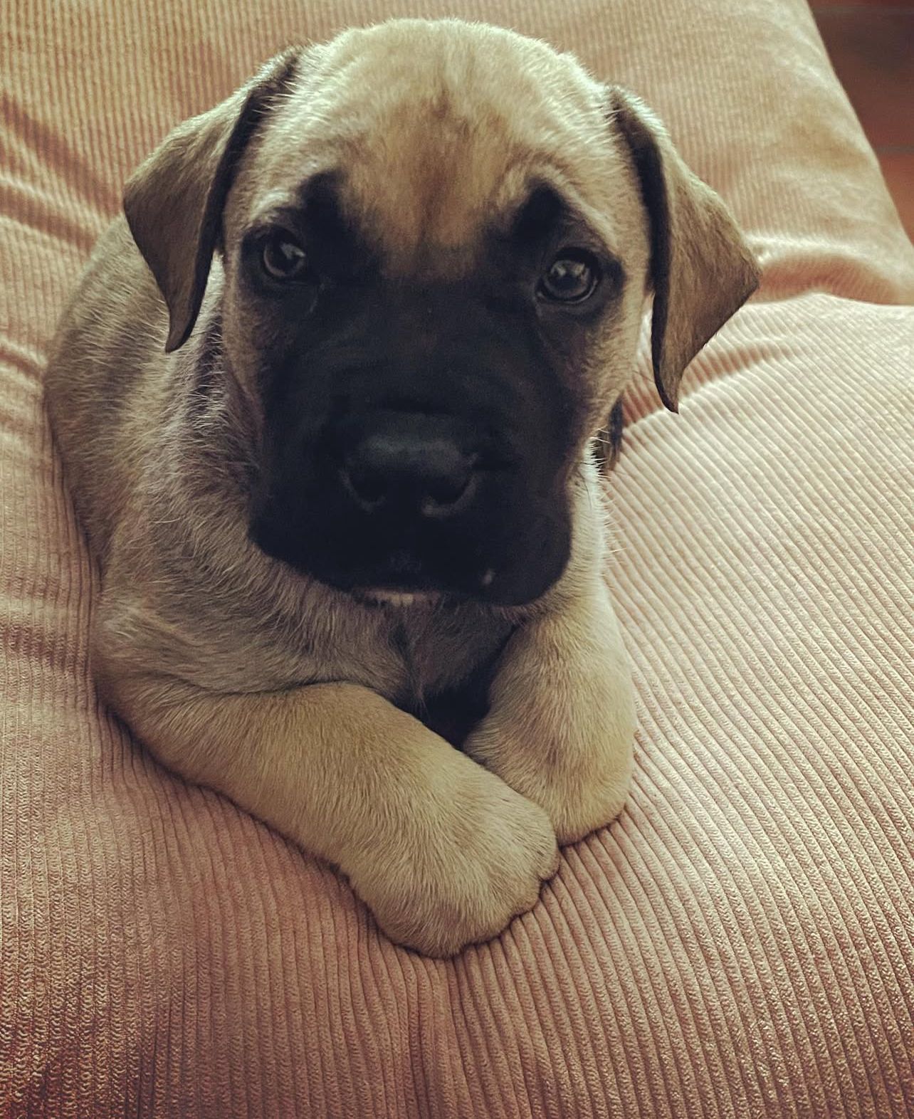 Boerboel Puppies For Sale Near Me