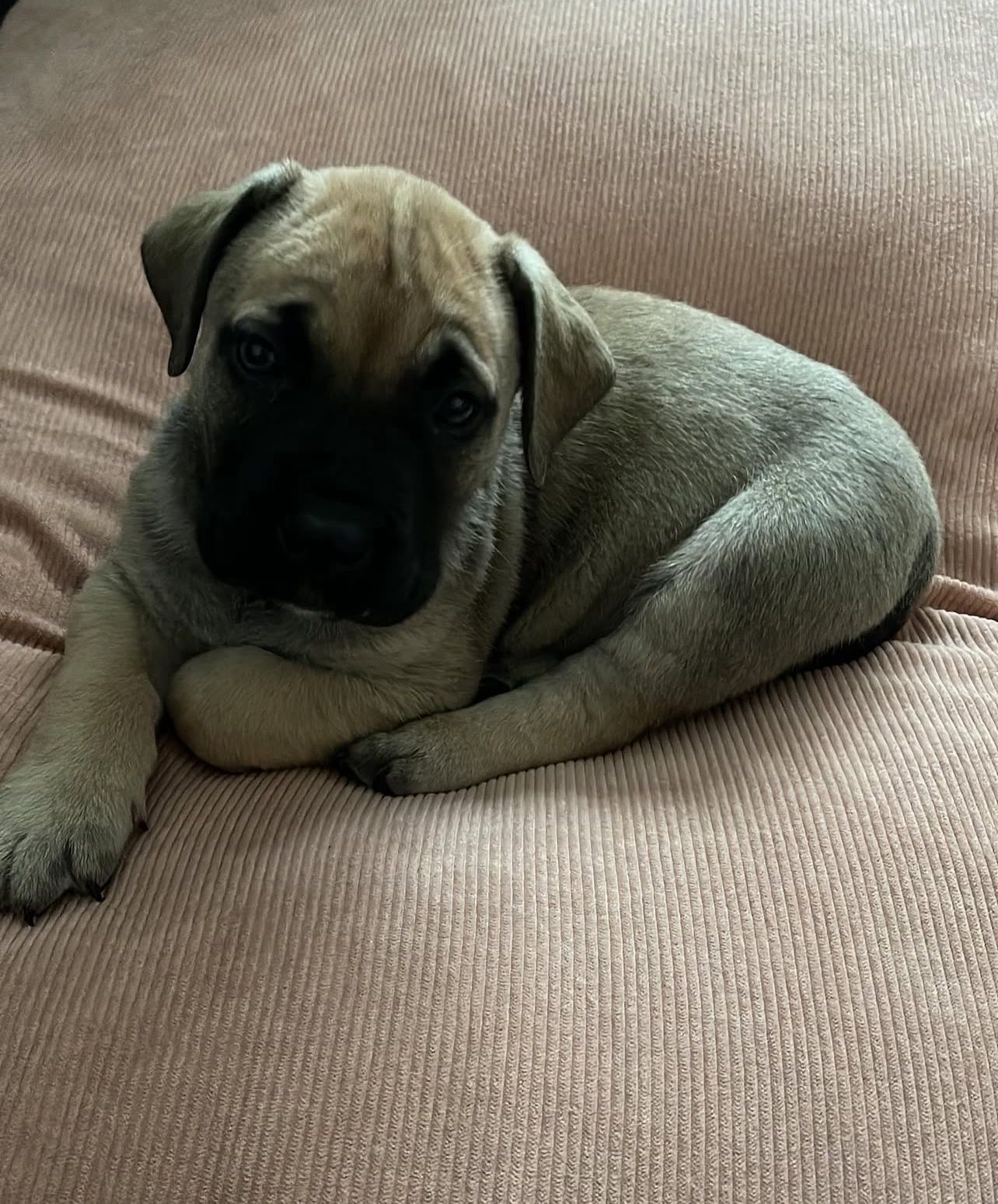 Boerboel Puppies For Sale Near Me