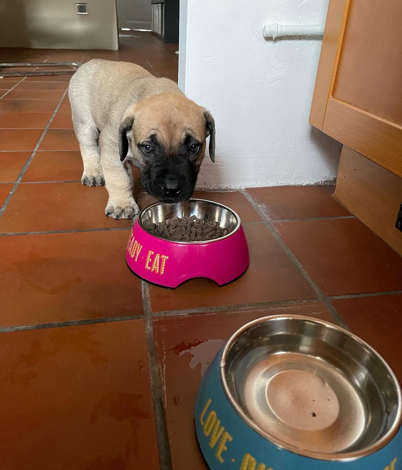 Boerboel Puppies For Sale Near Me