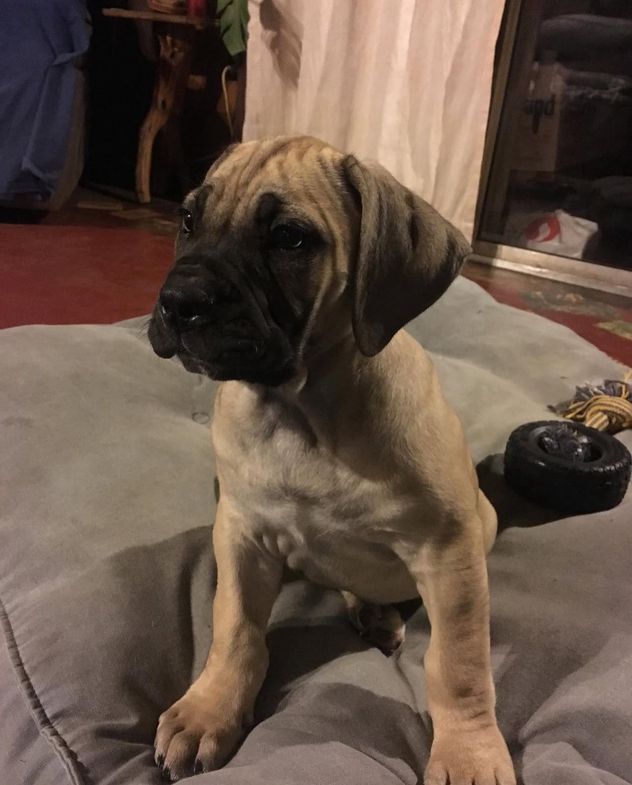 Boerboel Puppies for adoption