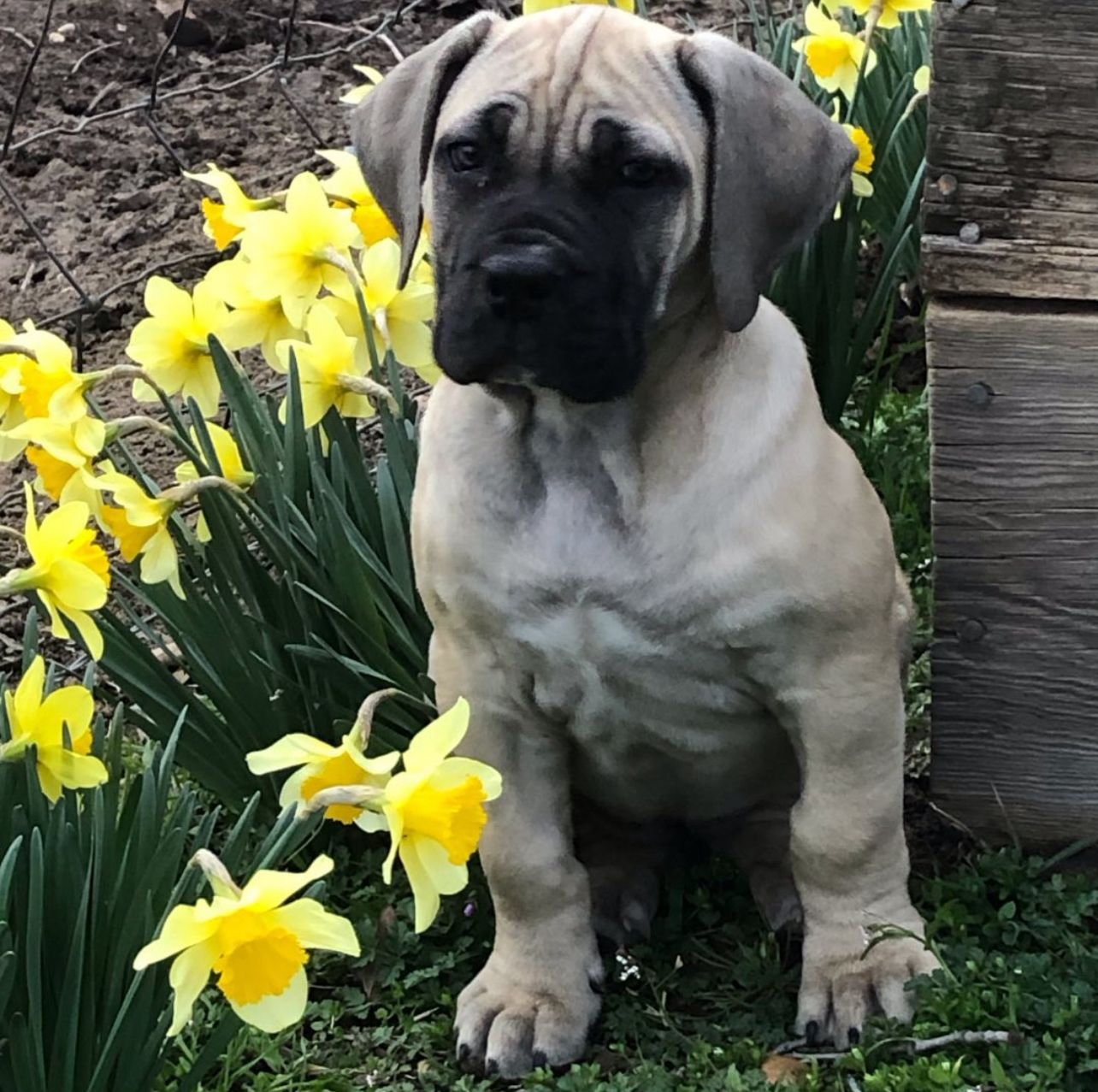Boerboel Puppies for adoption