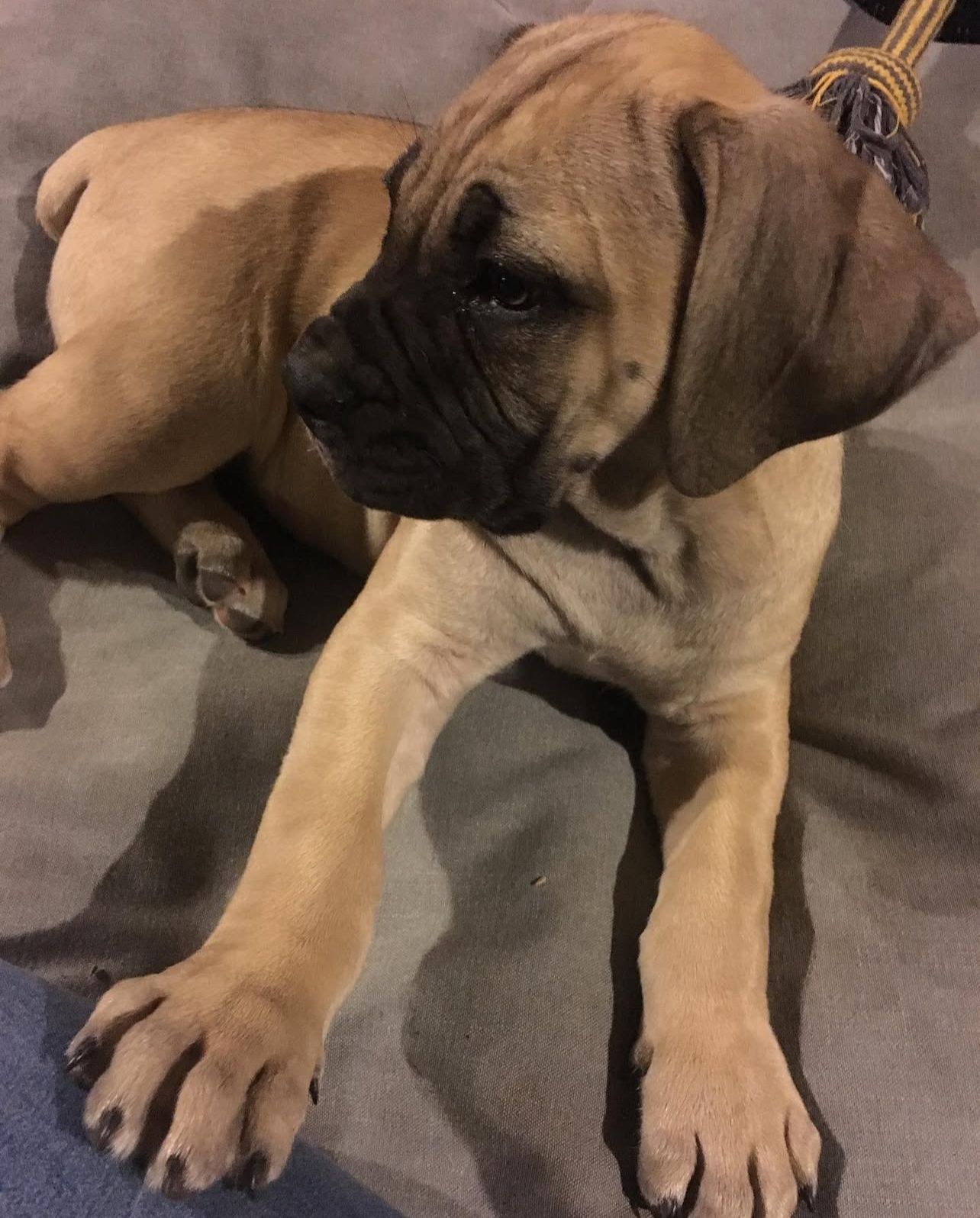 Boerboel Puppies for adoption