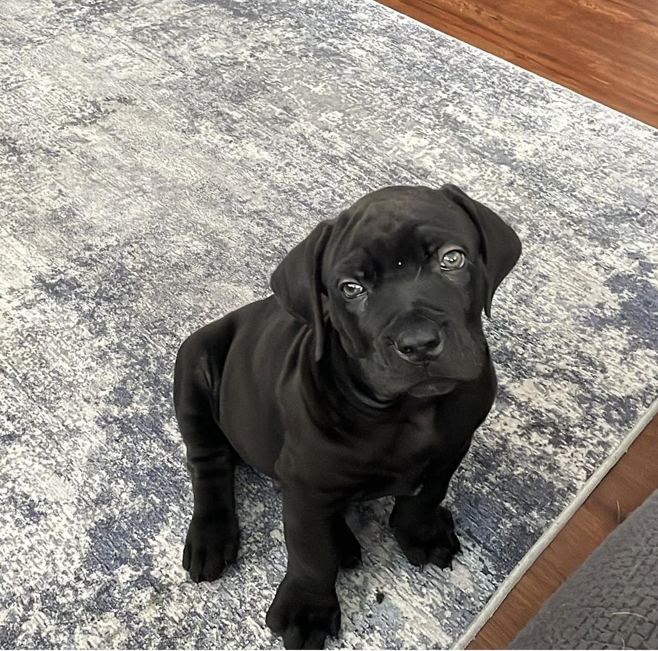 Black Boeboel Puppies for sale