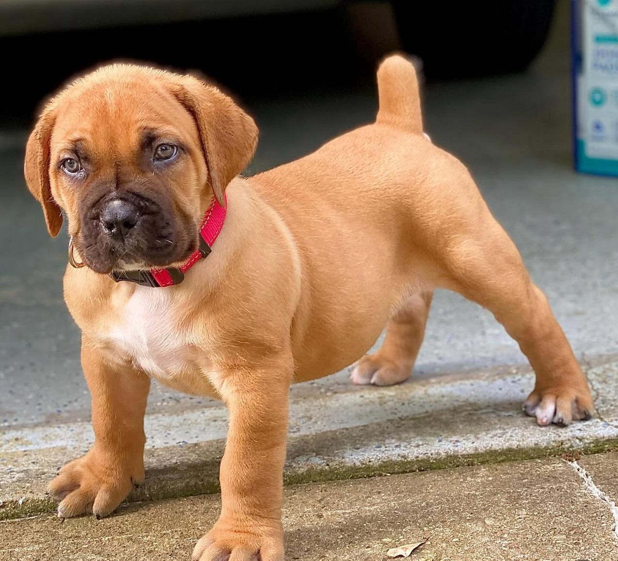 Adorable Boeboel for Sale In SA