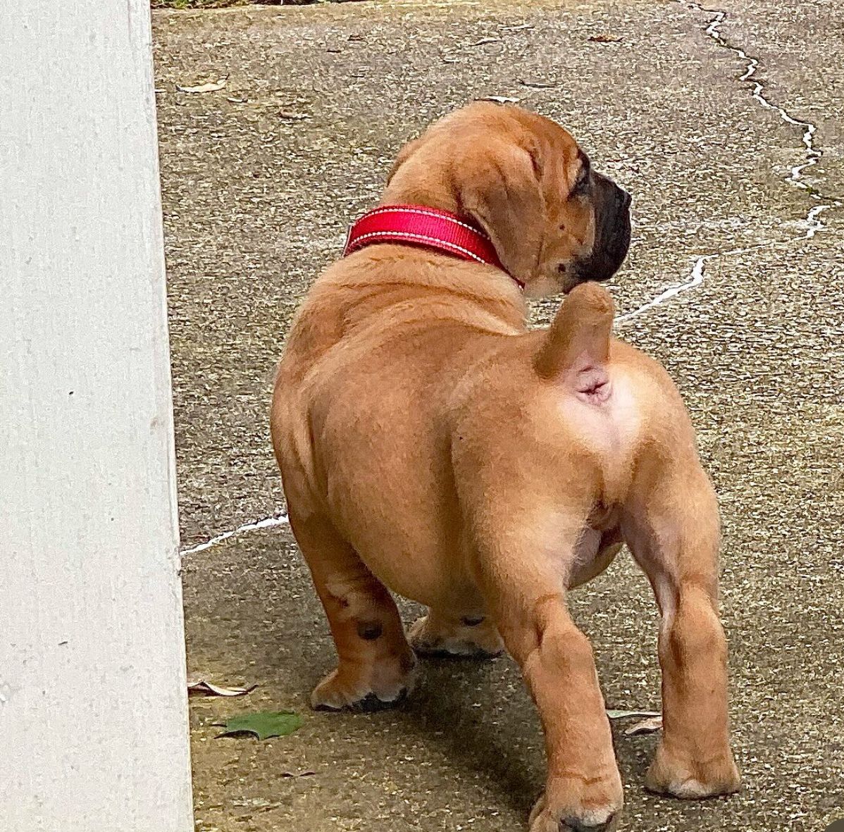 Adorable Boeboel for Sale In SA