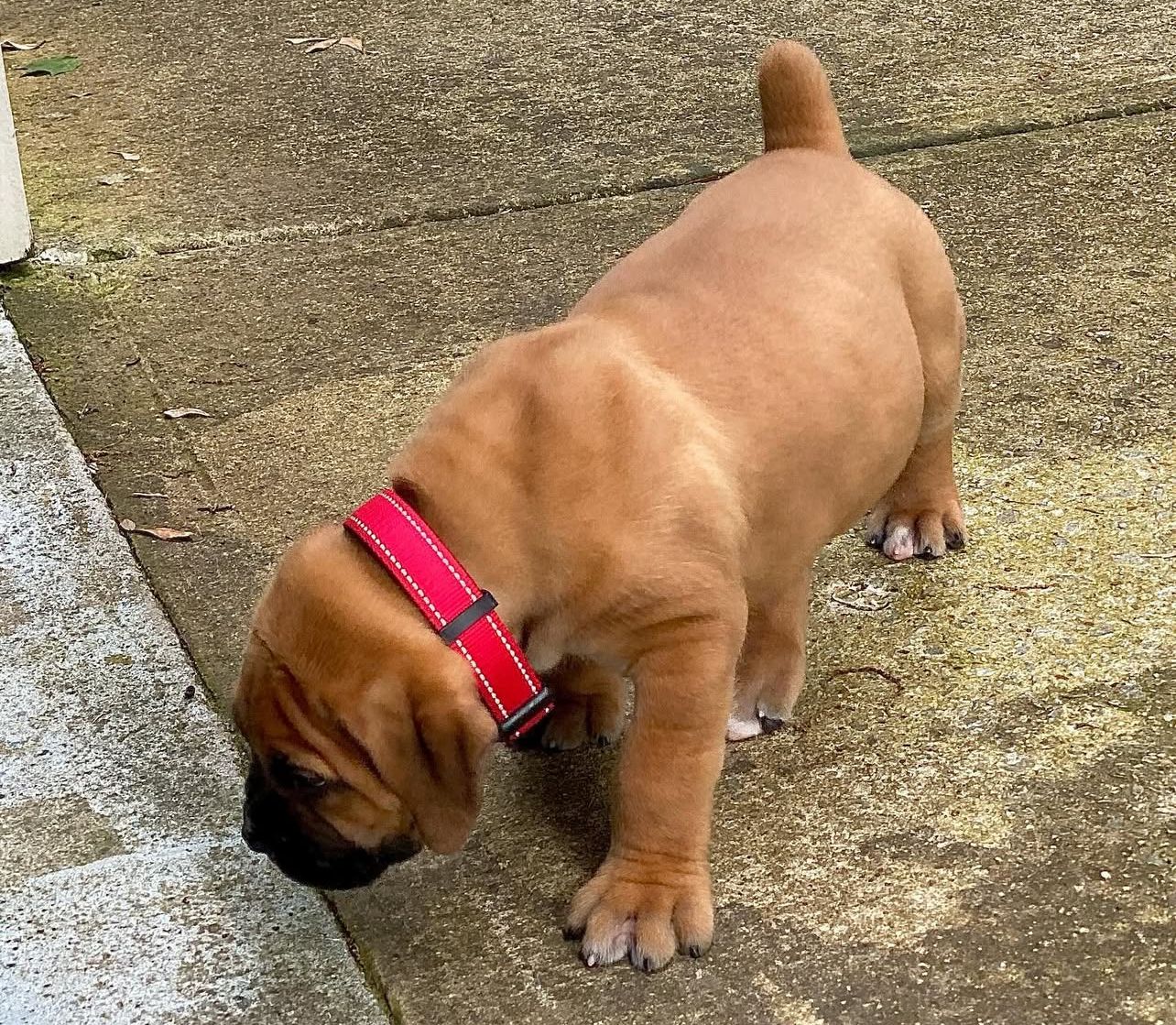 Adorable Boeboel for Sale In SA