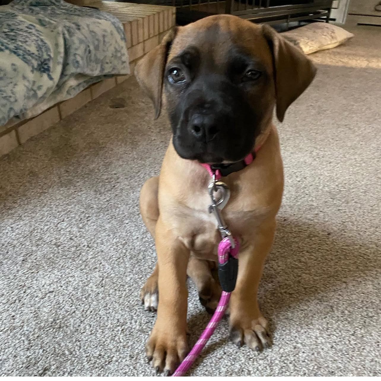 Boerboel Puppies for sale near me