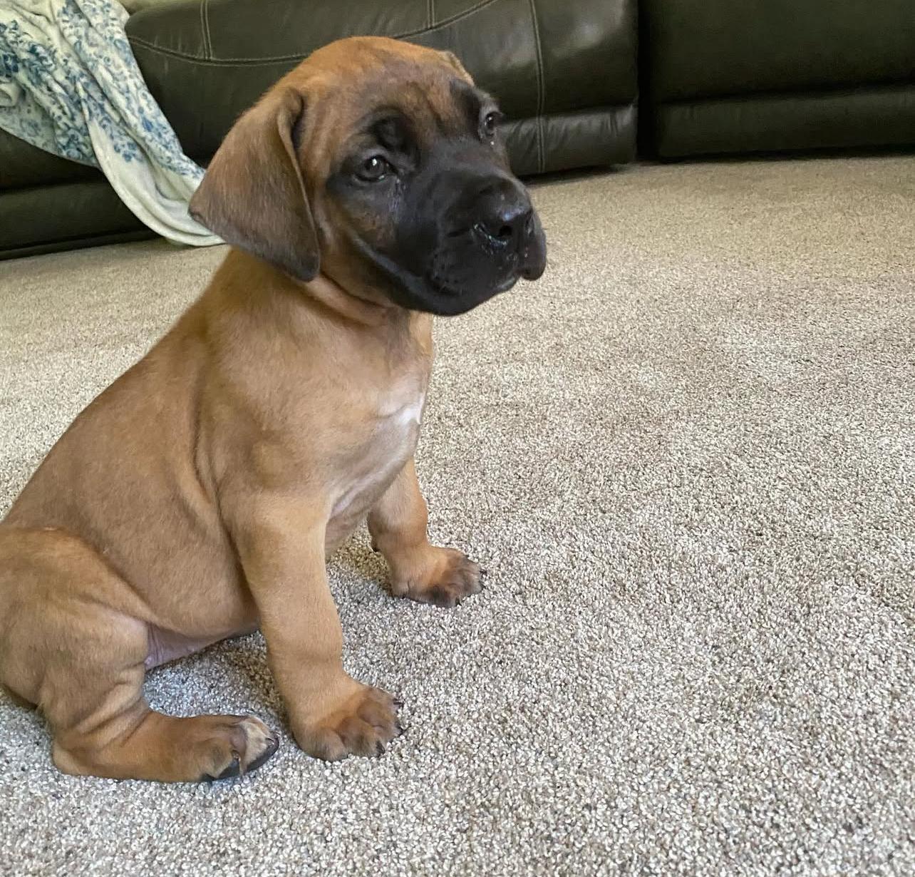 Boerboel Puppies for sale near me
