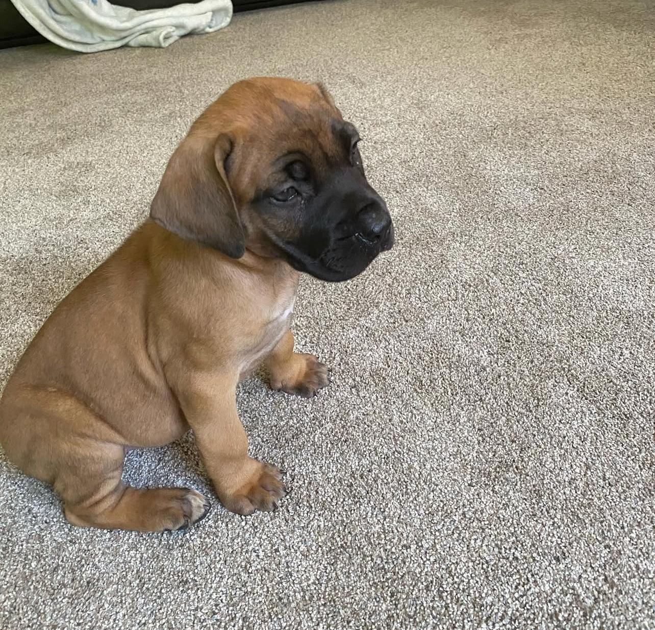 Boerboel Puppies for sale near me