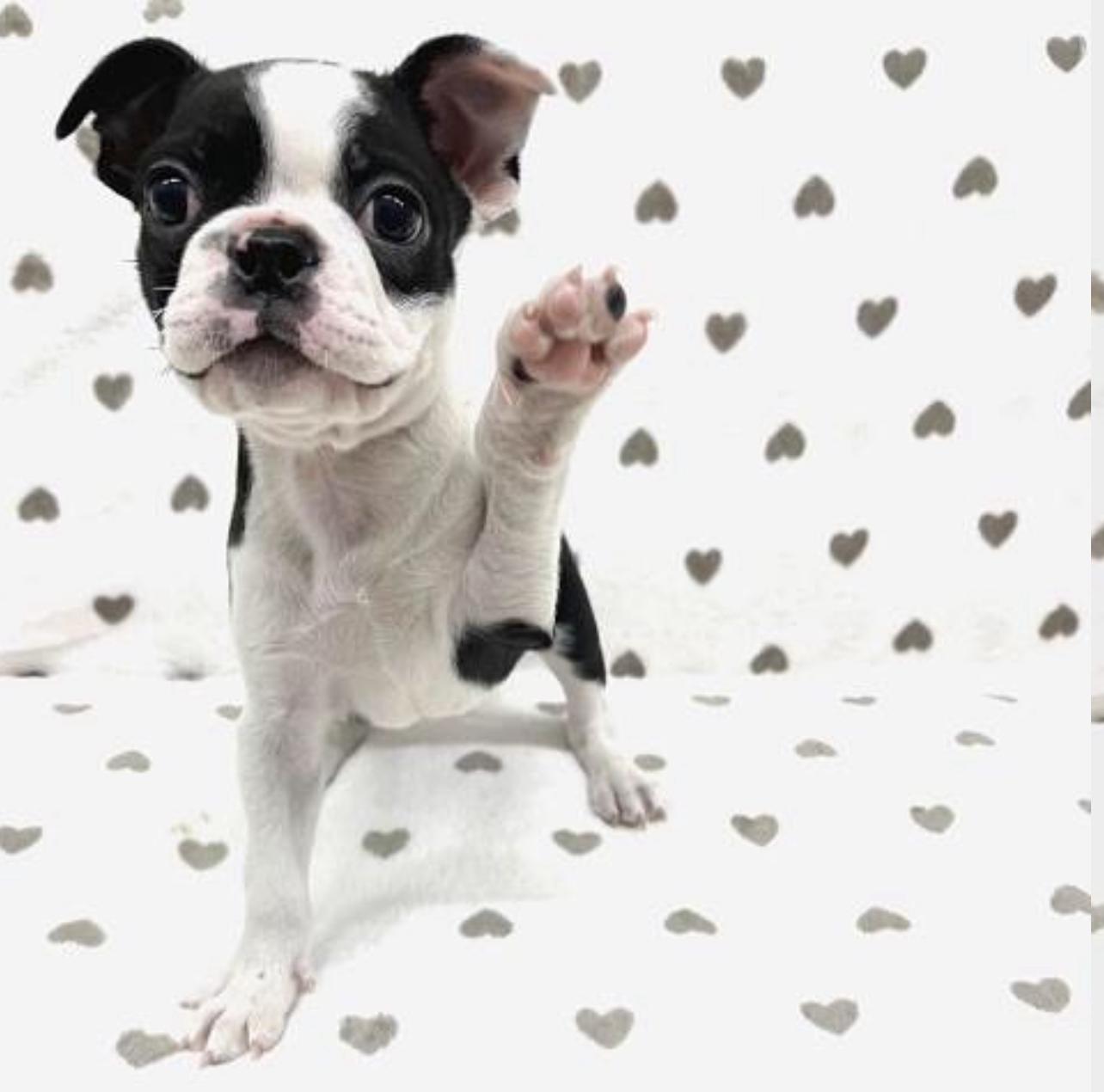 Boston Terrier Puppy For Sale