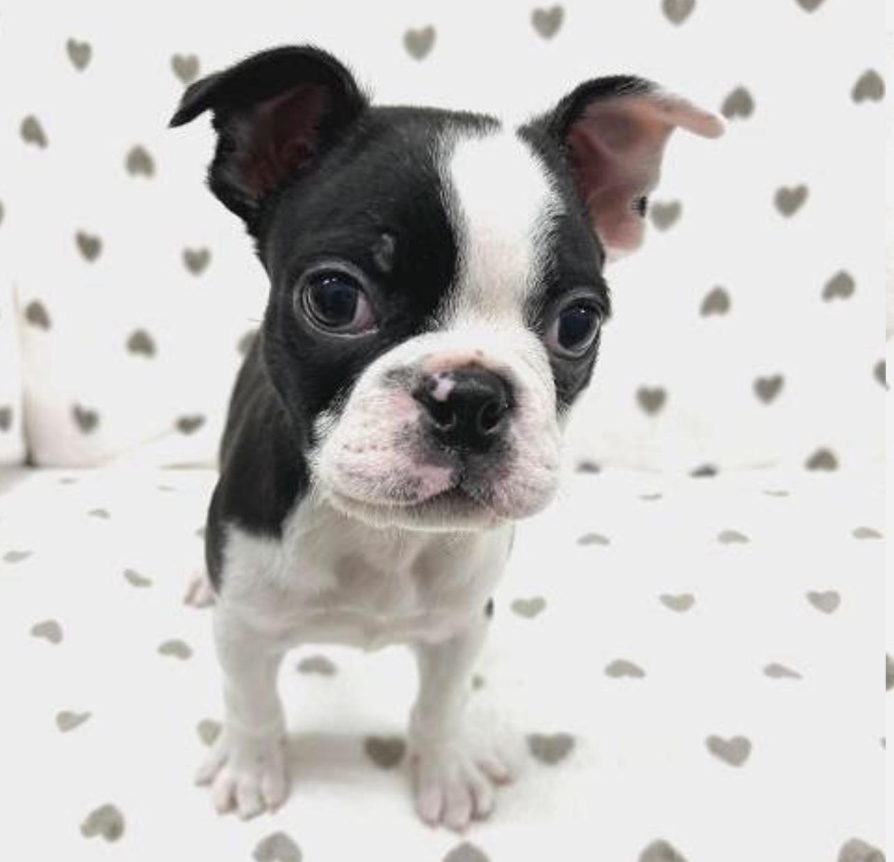 Boston Terrier Puppy For Sale