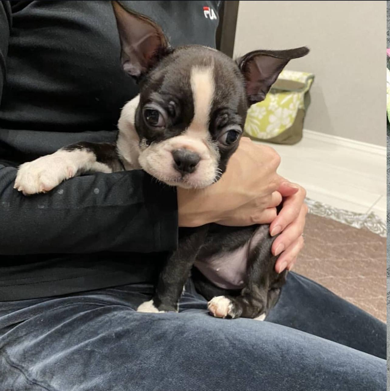 Boston Terrier Puppy for sale near me