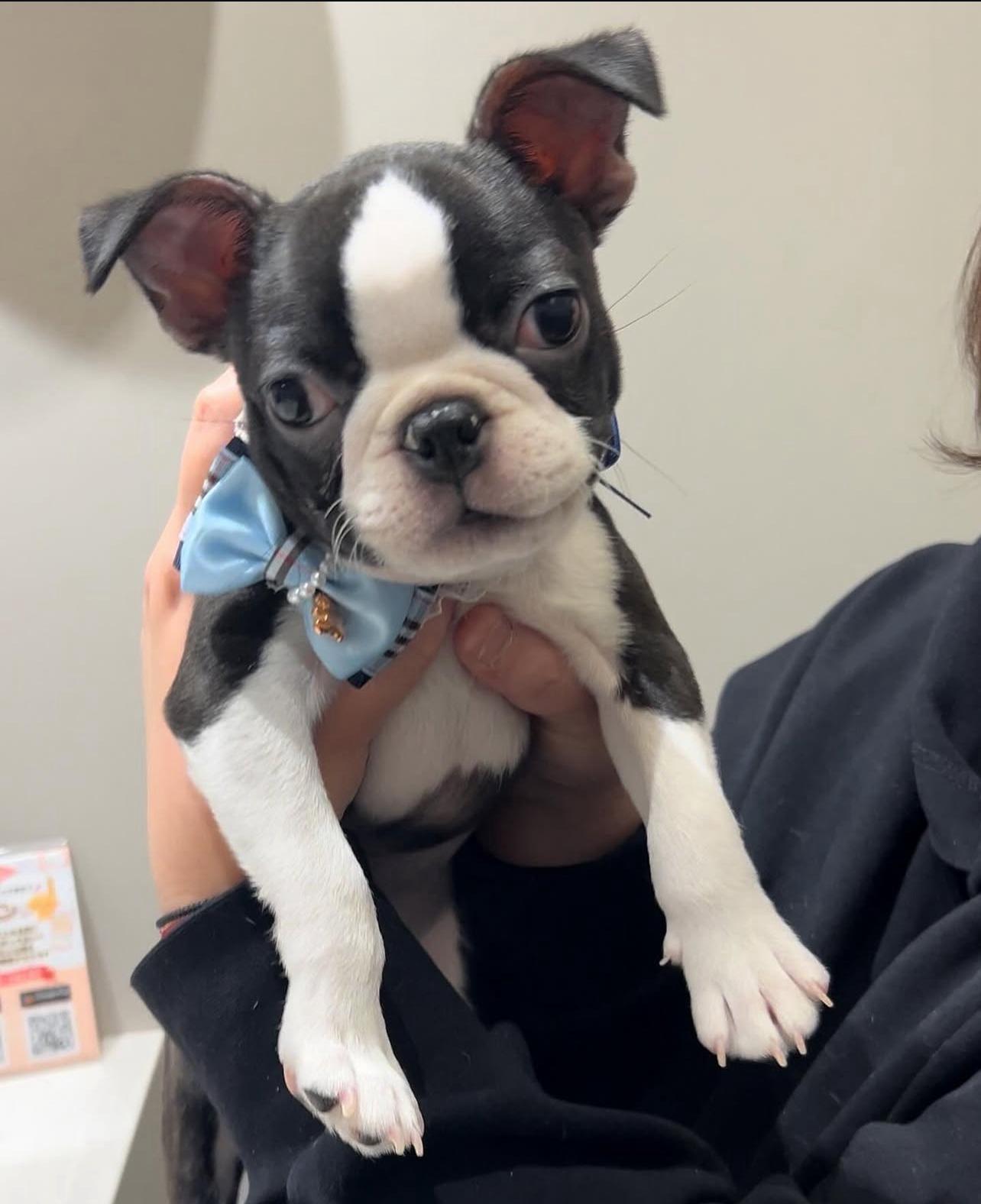 Boston Terrier Puppy for adoption