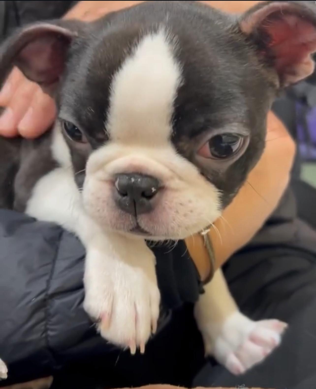 Boston Terrier Puppy for adoption