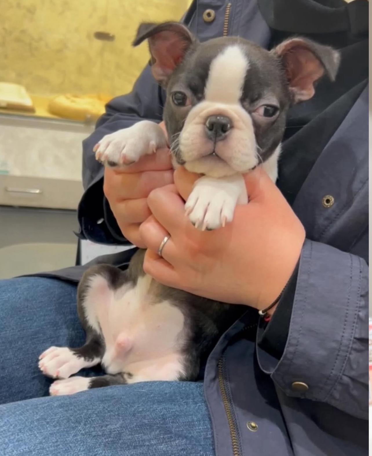 Boston Terrier Puppy for adoption