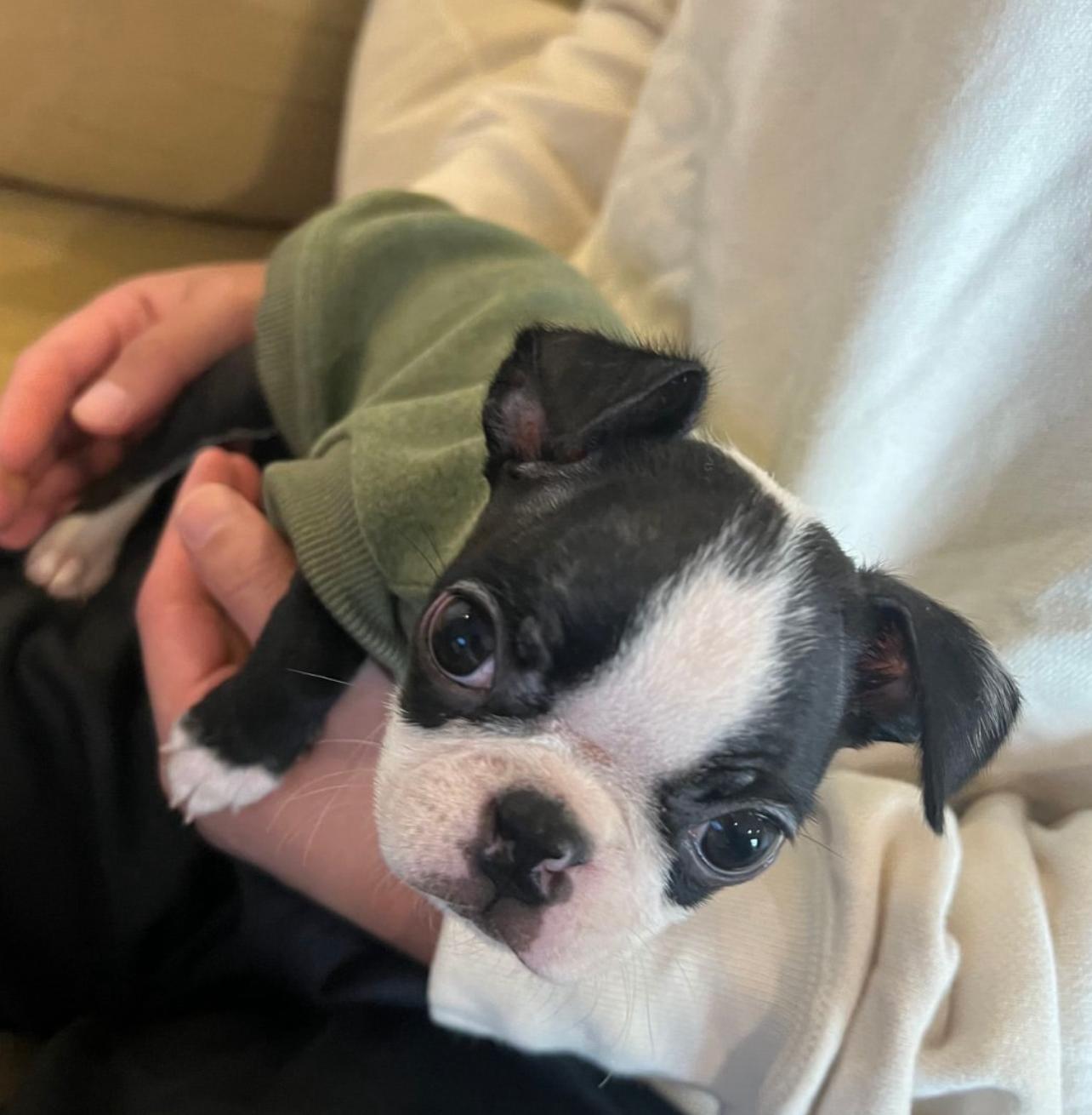 Adorable Boston Terrier Puppy 