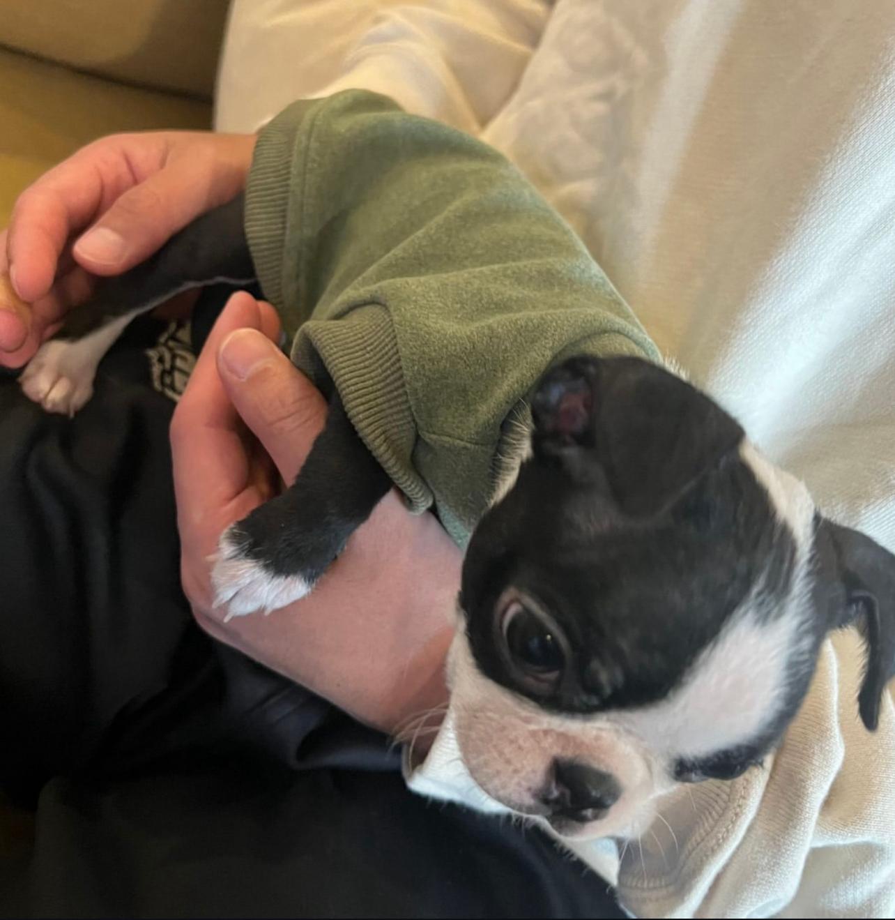 Adorable Boston Terrier Puppy 