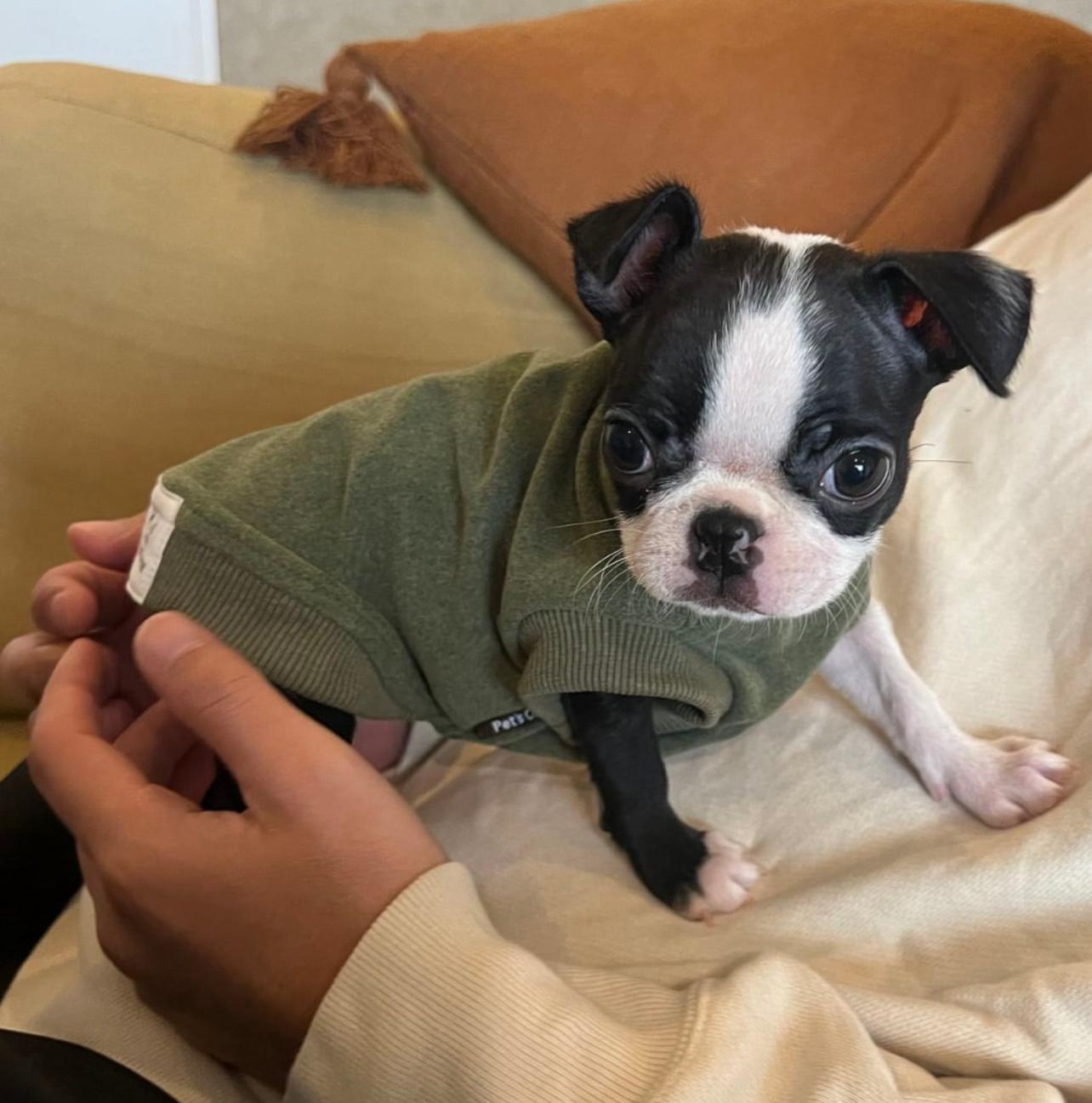 Adorable Boston Terrier Puppy 