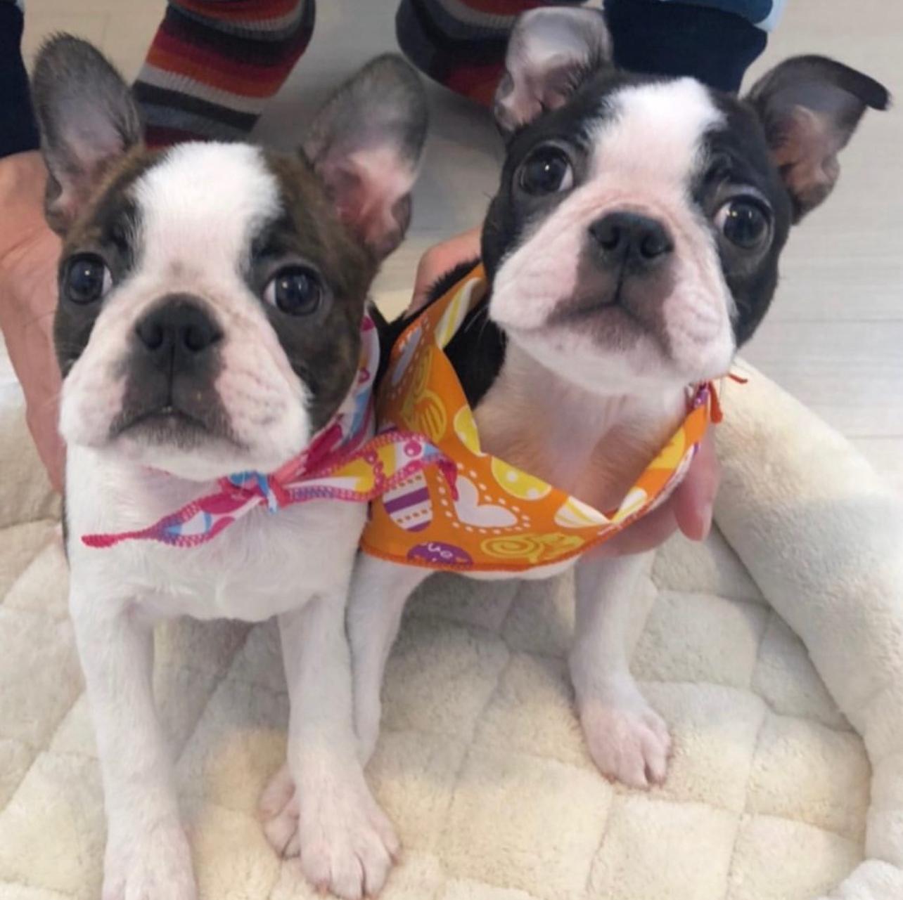 Boston Terrier Puppies Near Me