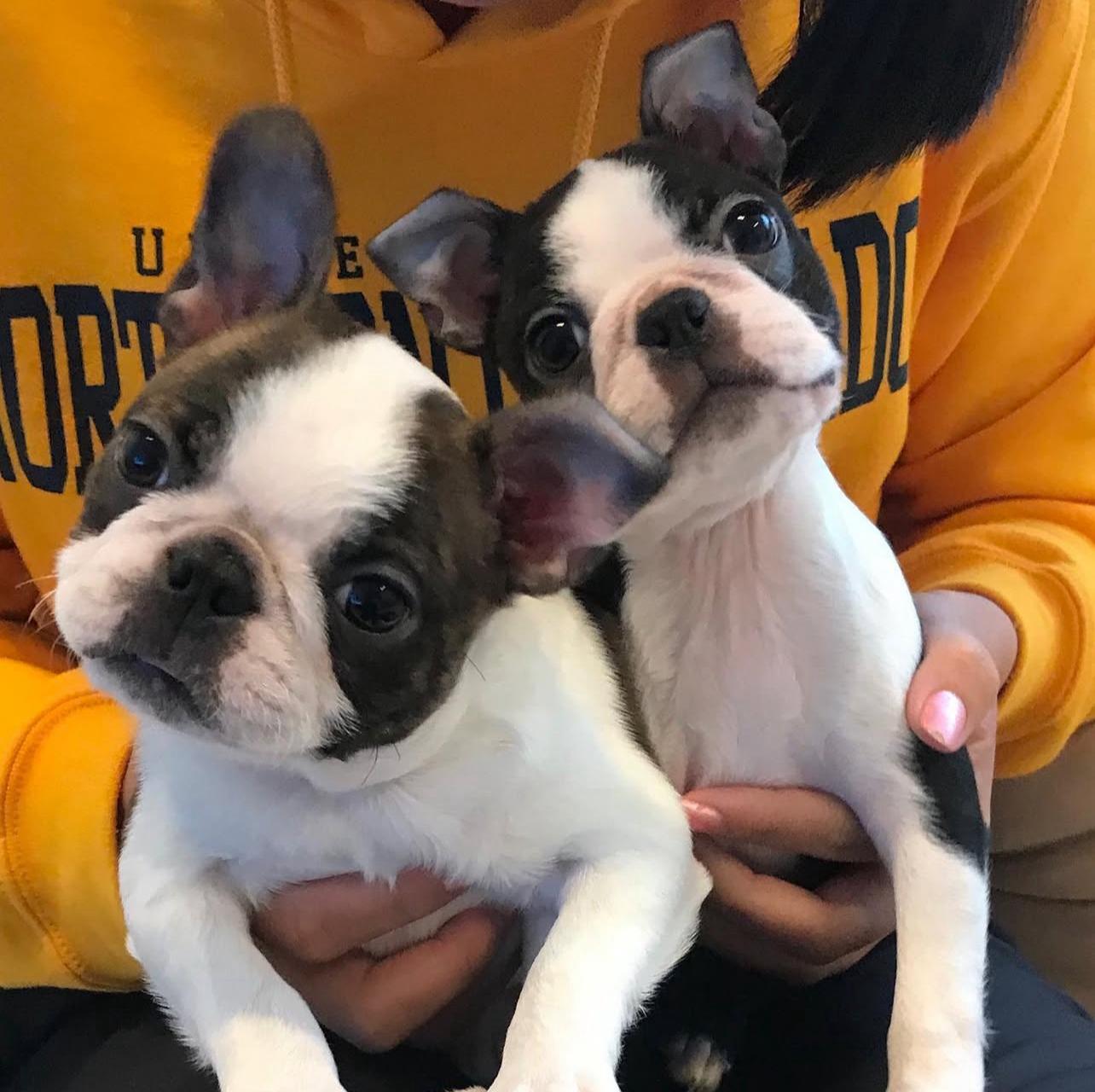 Boston Terrier Puppies Near Me