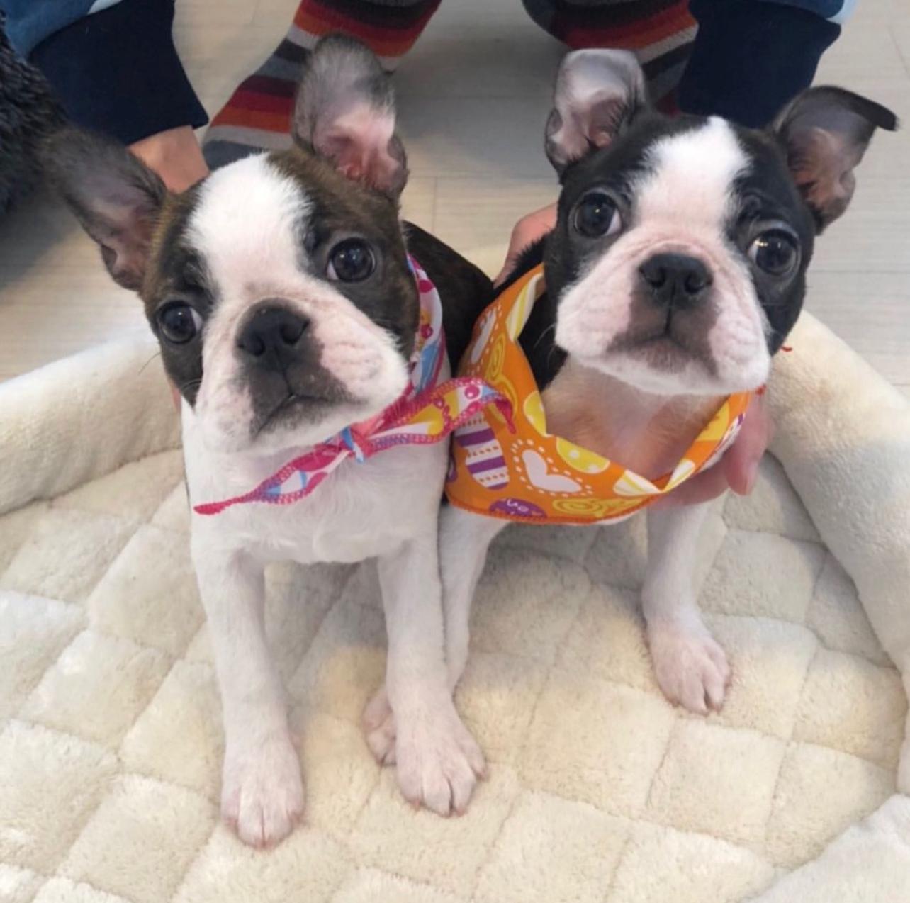 Boston Terrier Puppies Near Me