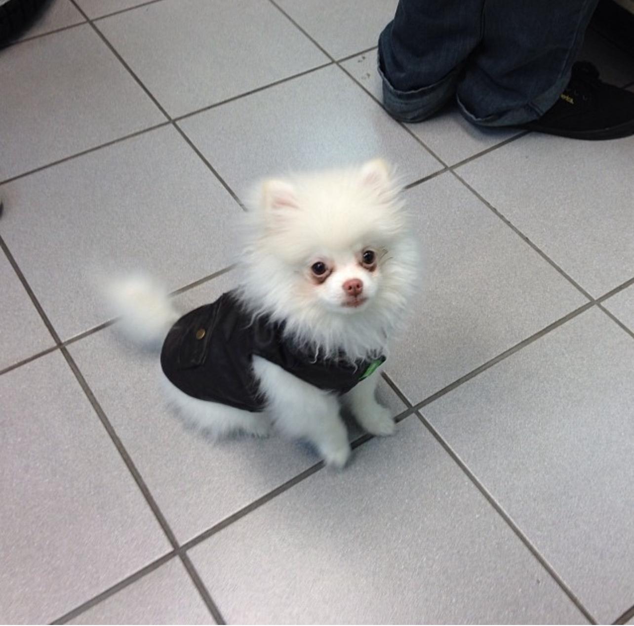 Adorable White Pomeranian Puppy