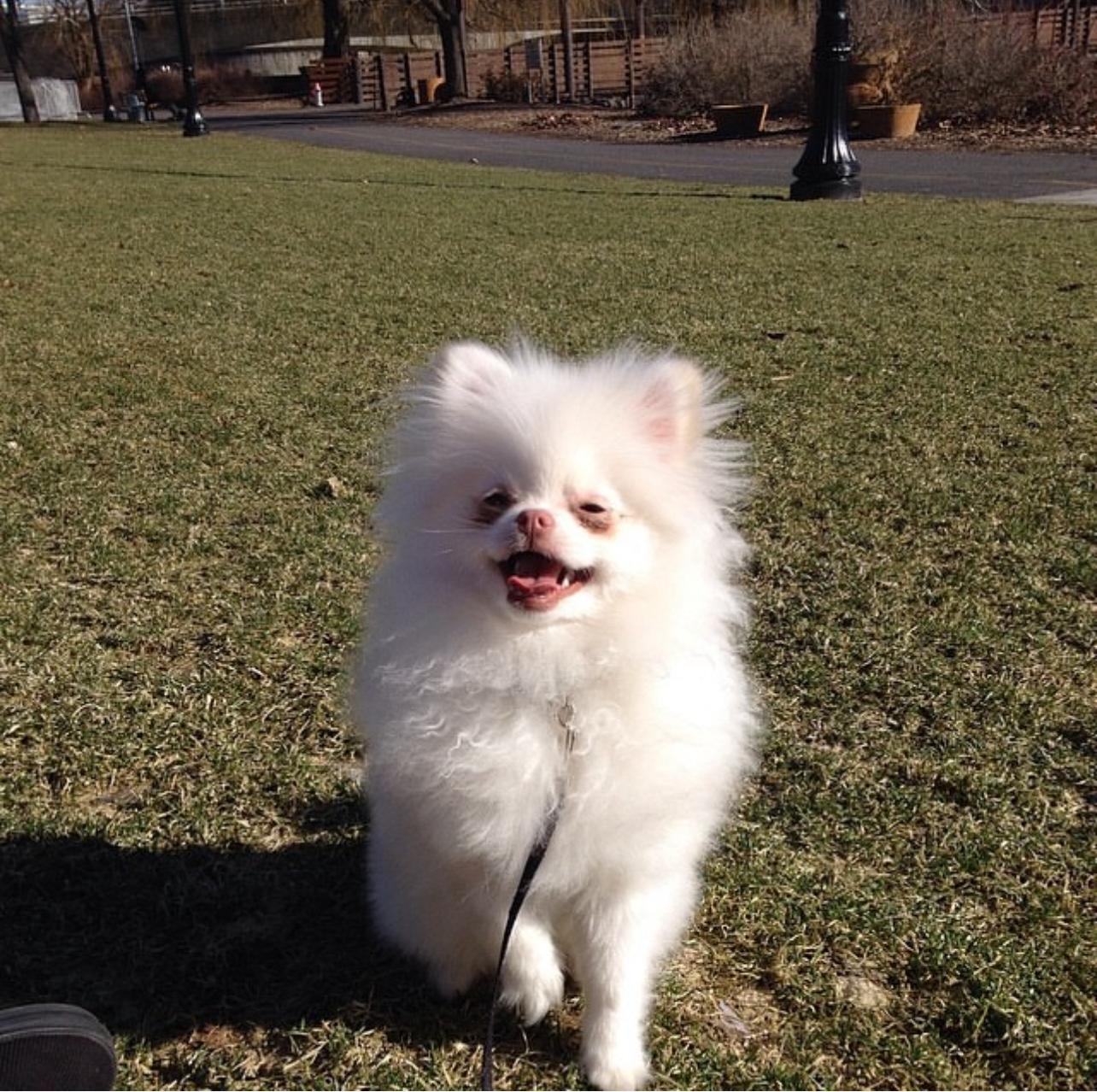 Adorable White Pomeranian Puppy