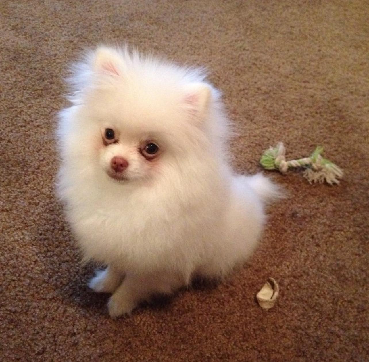 Adorable White Pomeranian Puppy