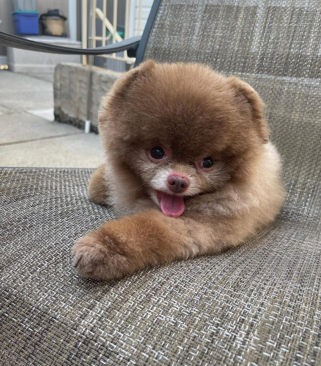 Brown Pomeranian Puppy For Sale