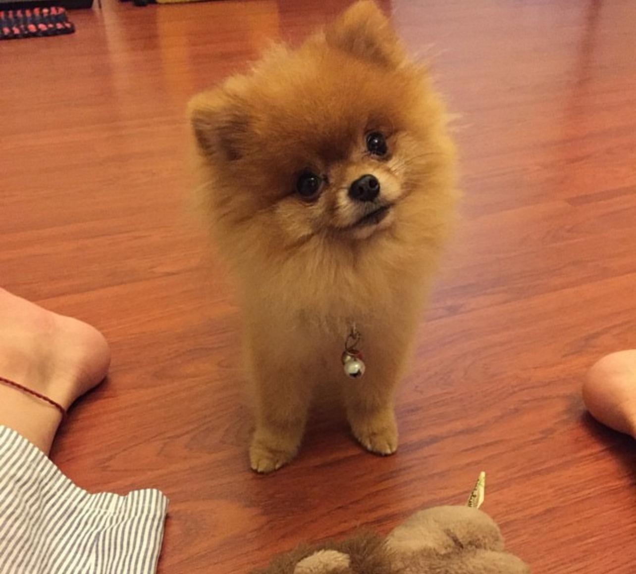 Adorable Pomeranian Dog For Sale