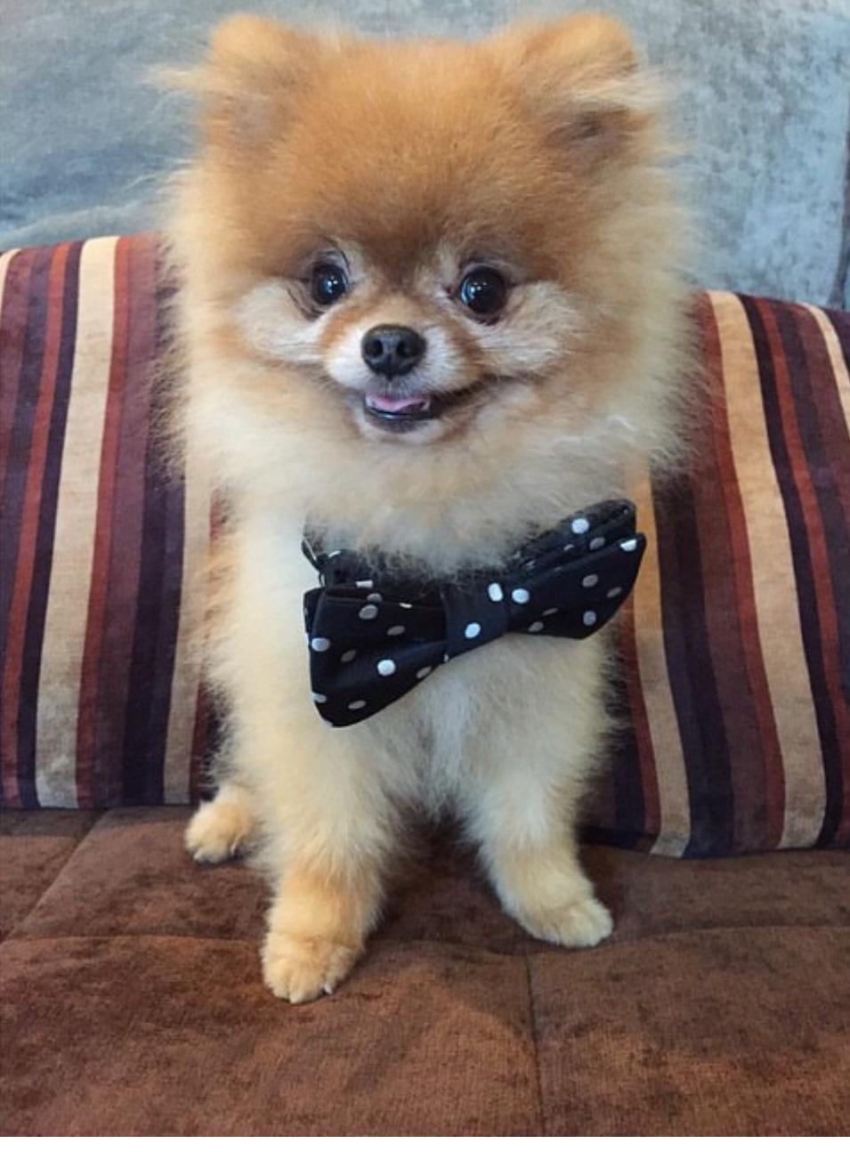 Adorable Pomeranian Dog For Sale