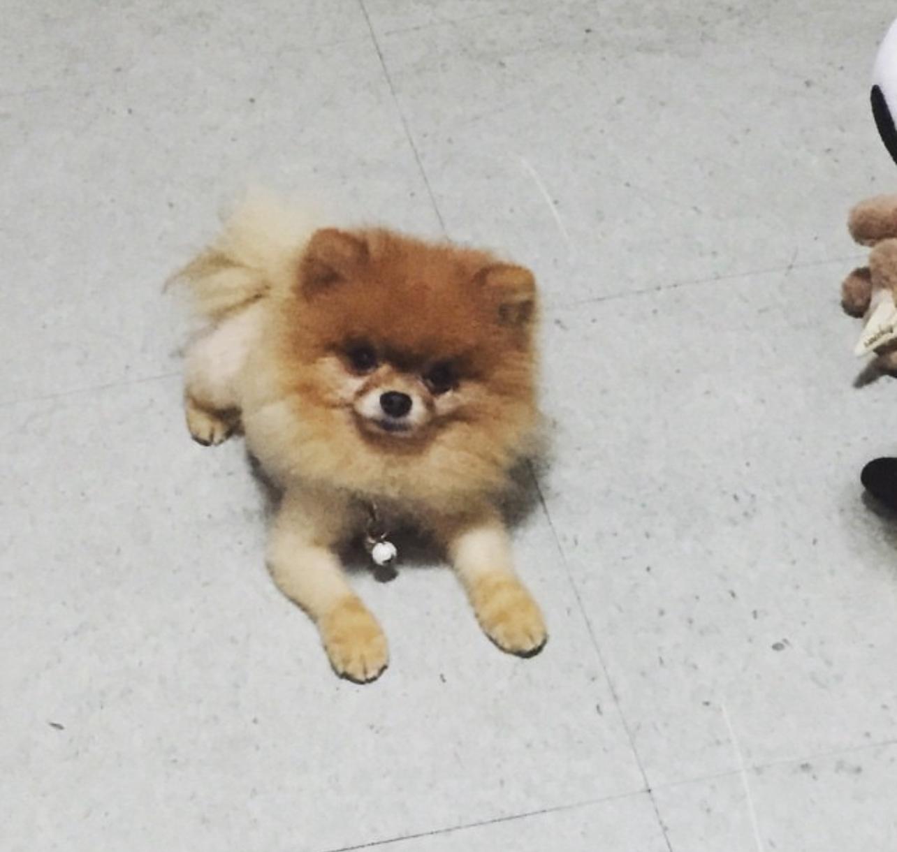 Adorable Pomeranian Dog For Sale