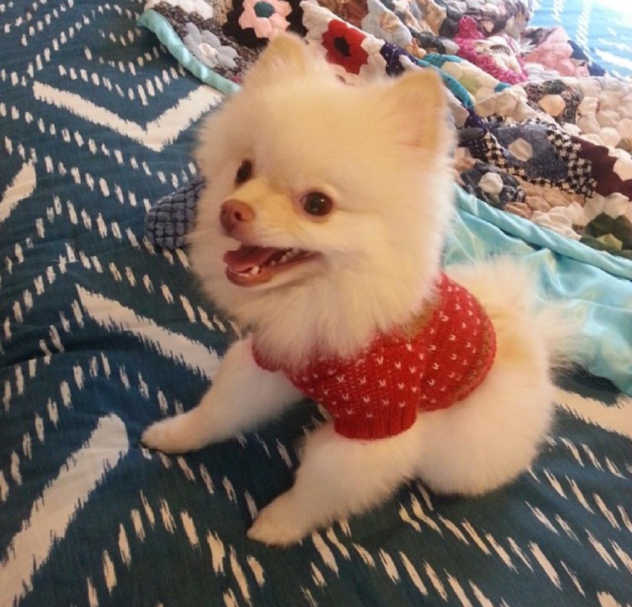 Adorable White Pomeranian Puppy Near Me