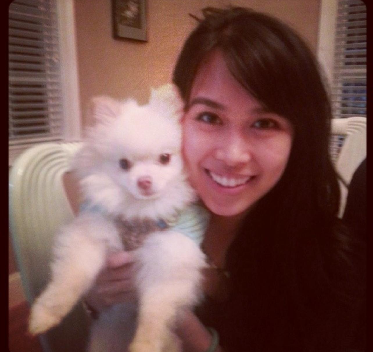 Adorable White Pomeranian Puppy Near Me