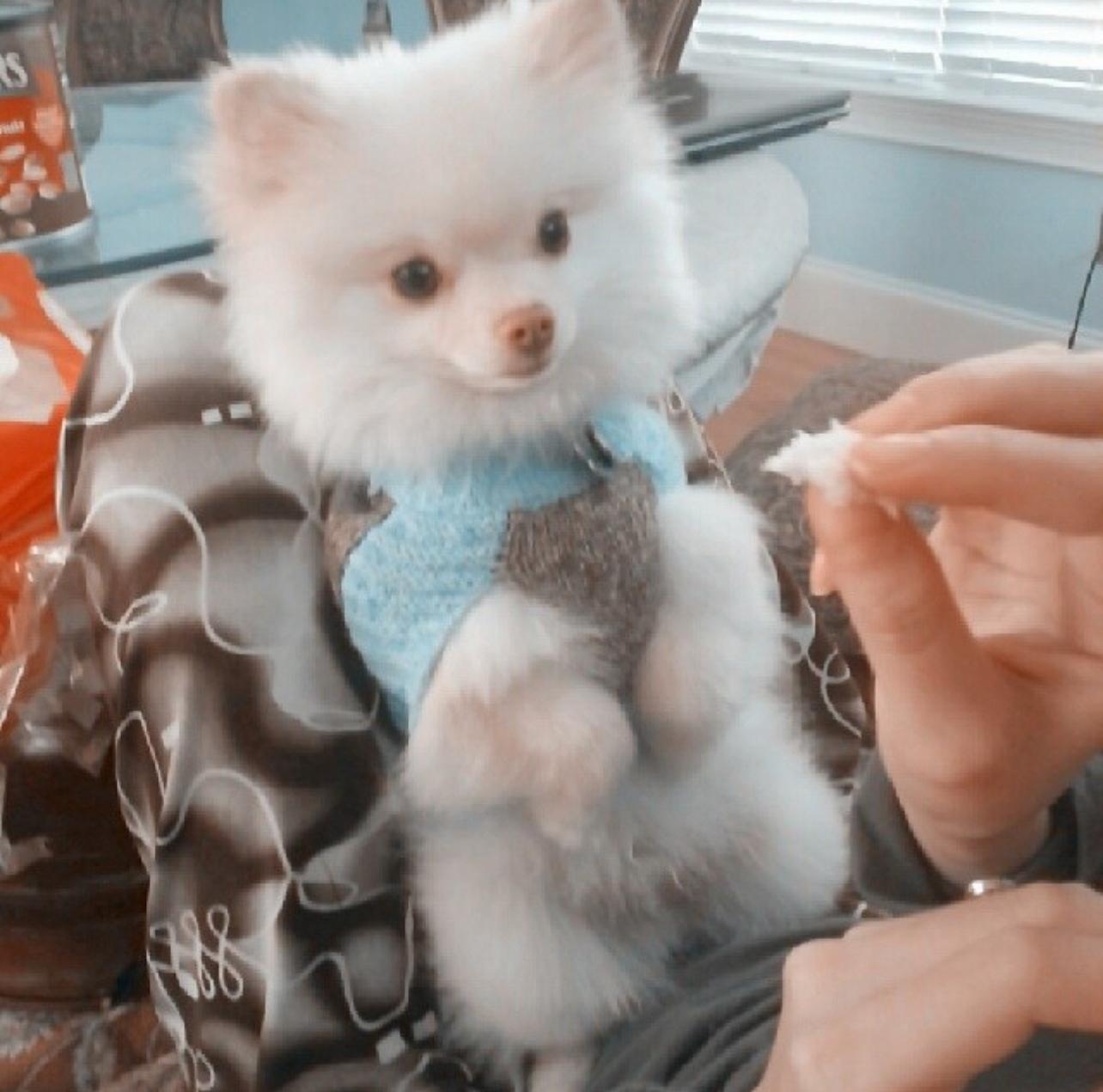 Adorable White Pomeranian Puppy Near Me