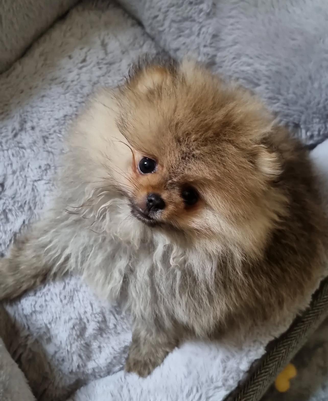 Adorable Pomeranian Puppy for sale in SA