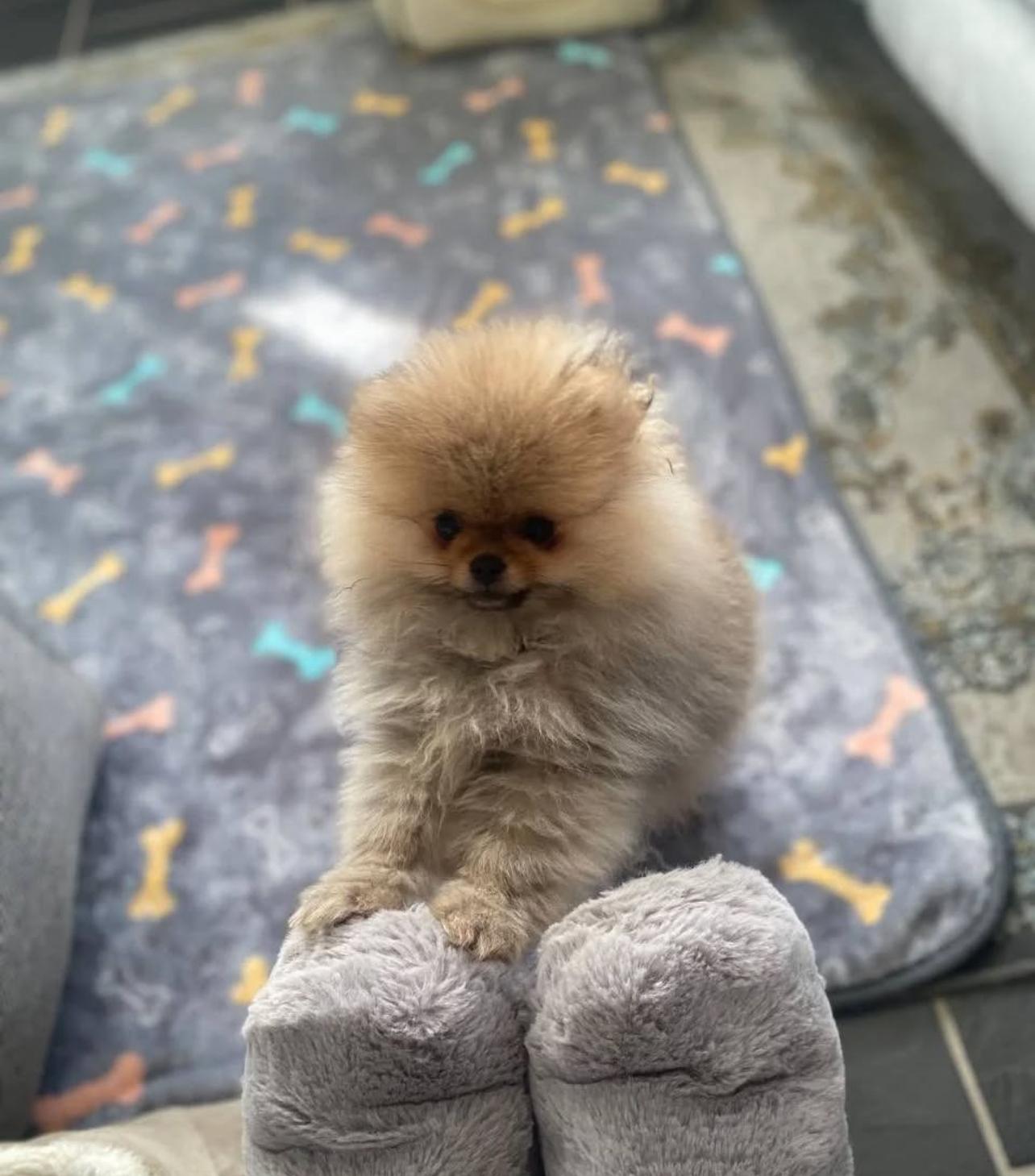 Adorable Pomeranian Puppy for sale in SA