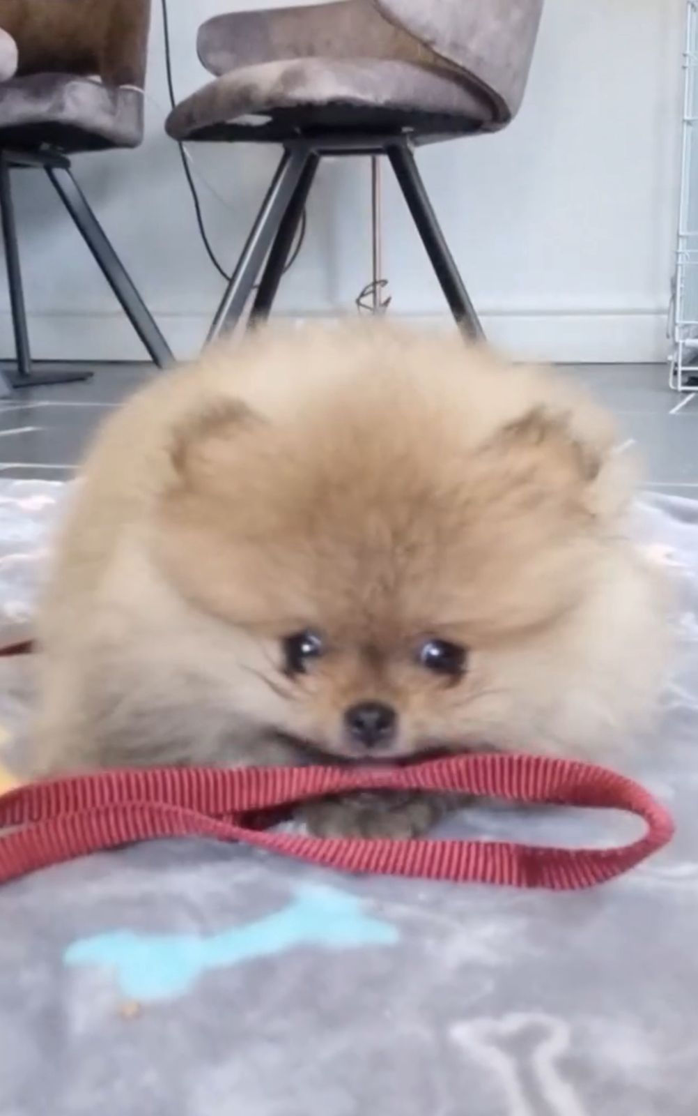 Adorable Pomeranian Puppy for sale in SA