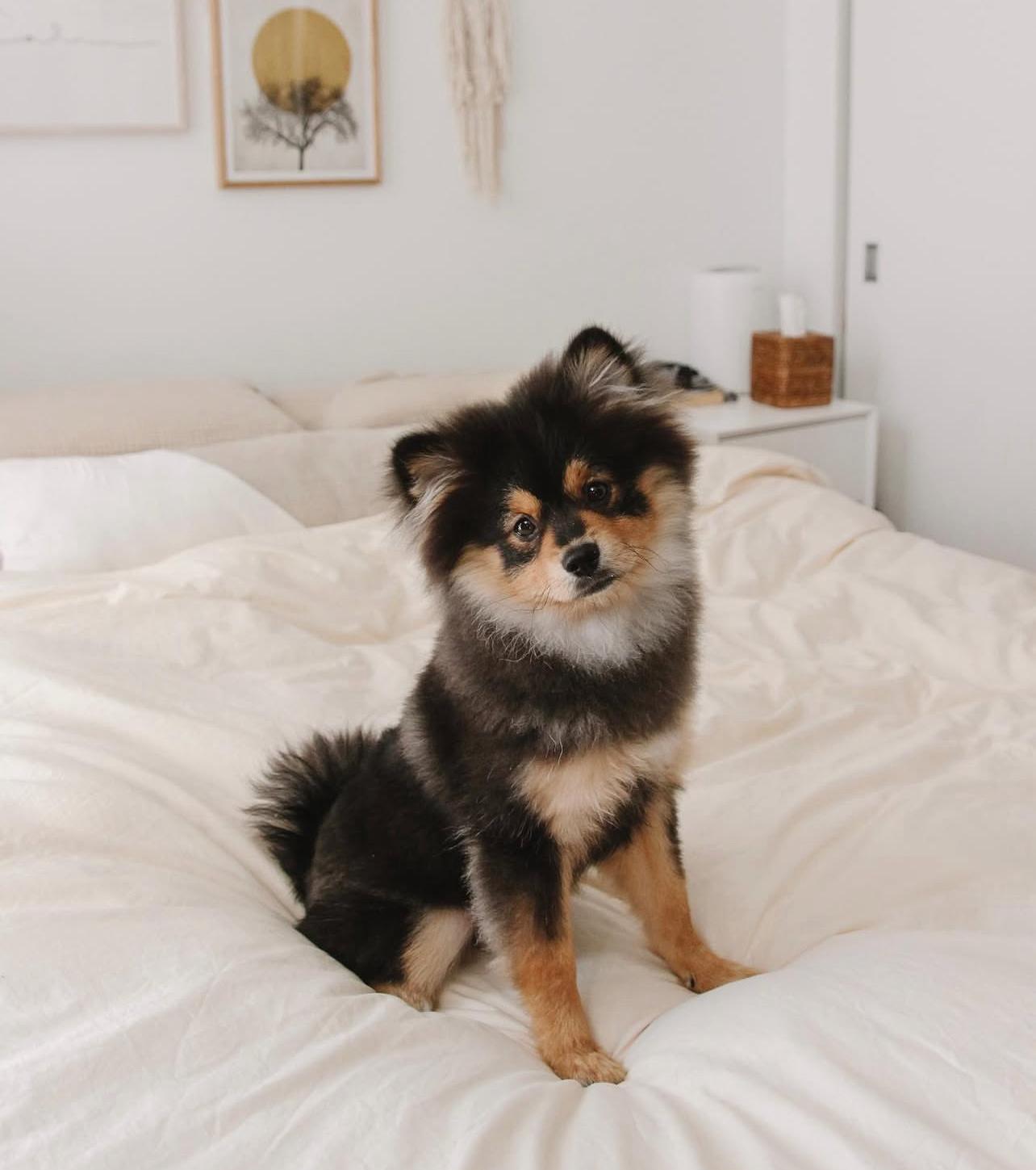 Adorable Pomeranian Puppy For Adoption