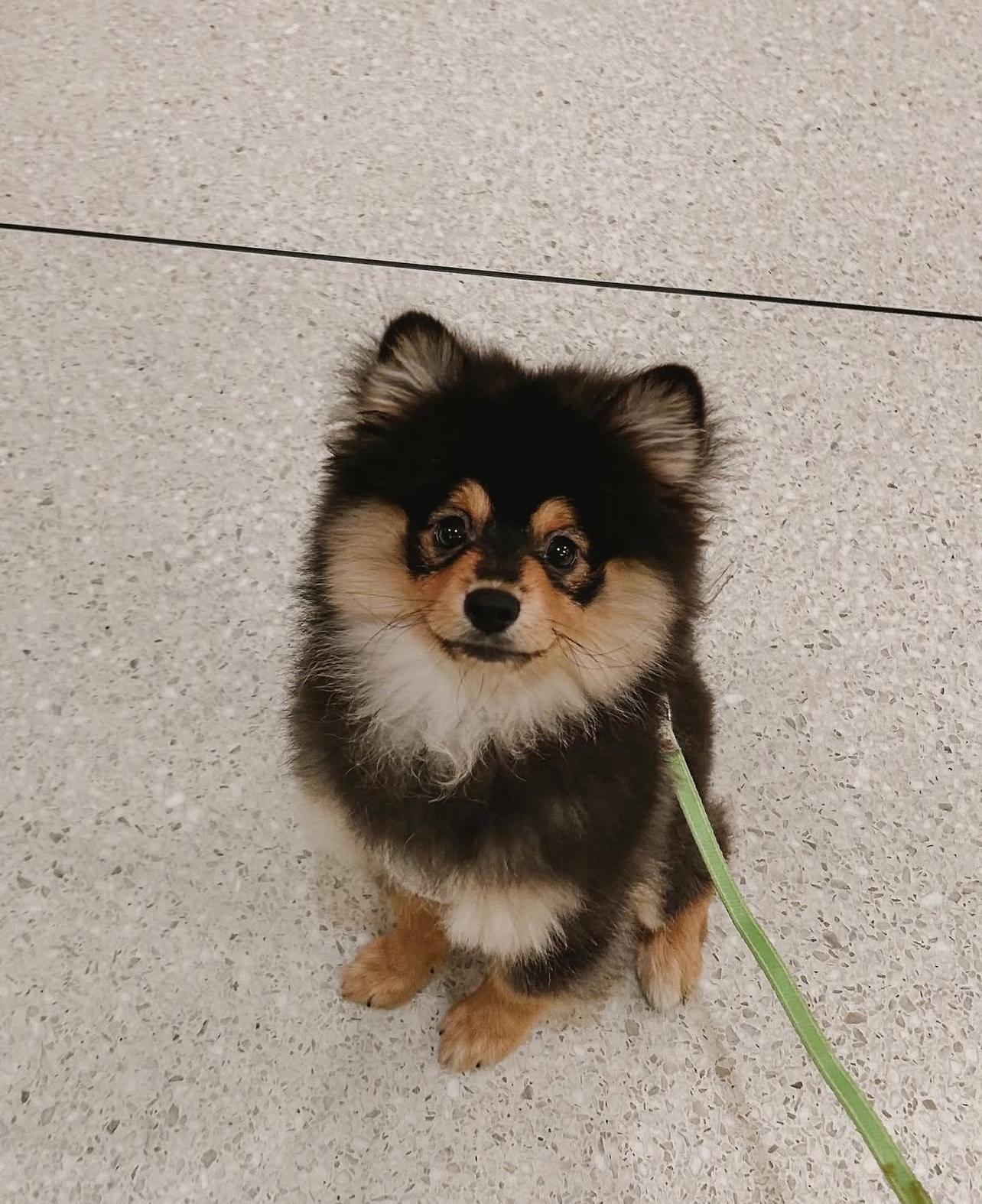 Adorable Pomeranian Puppy For Adoption