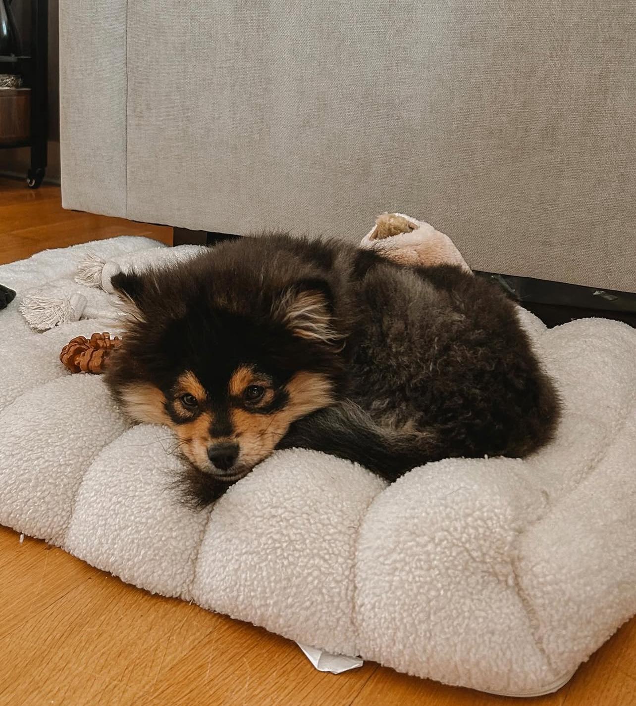 Adorable Pomeranian Puppy For Adoption