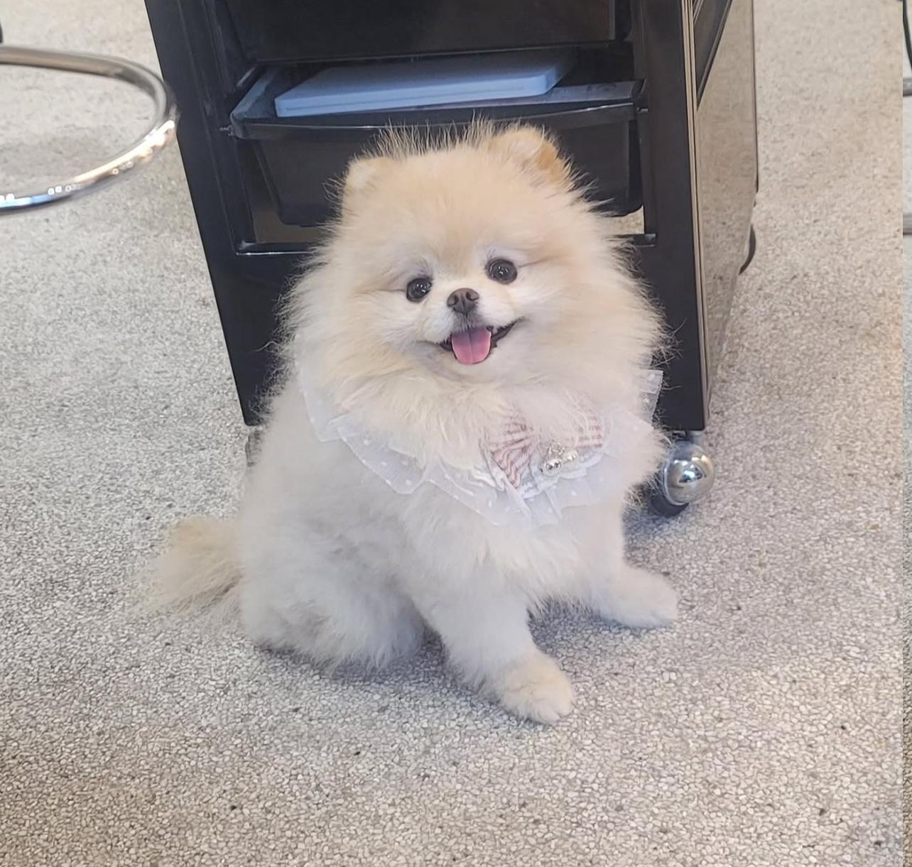 Fluffy Pomeranian Puppy