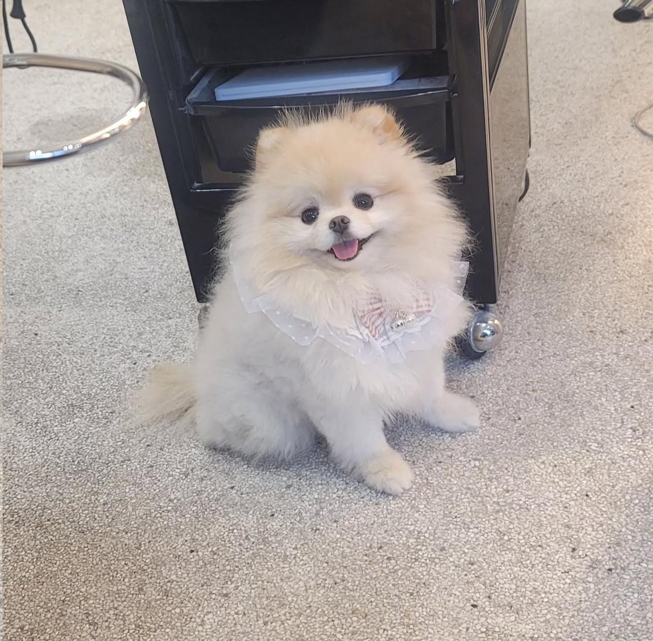 Fluffy Pomeranian Puppy