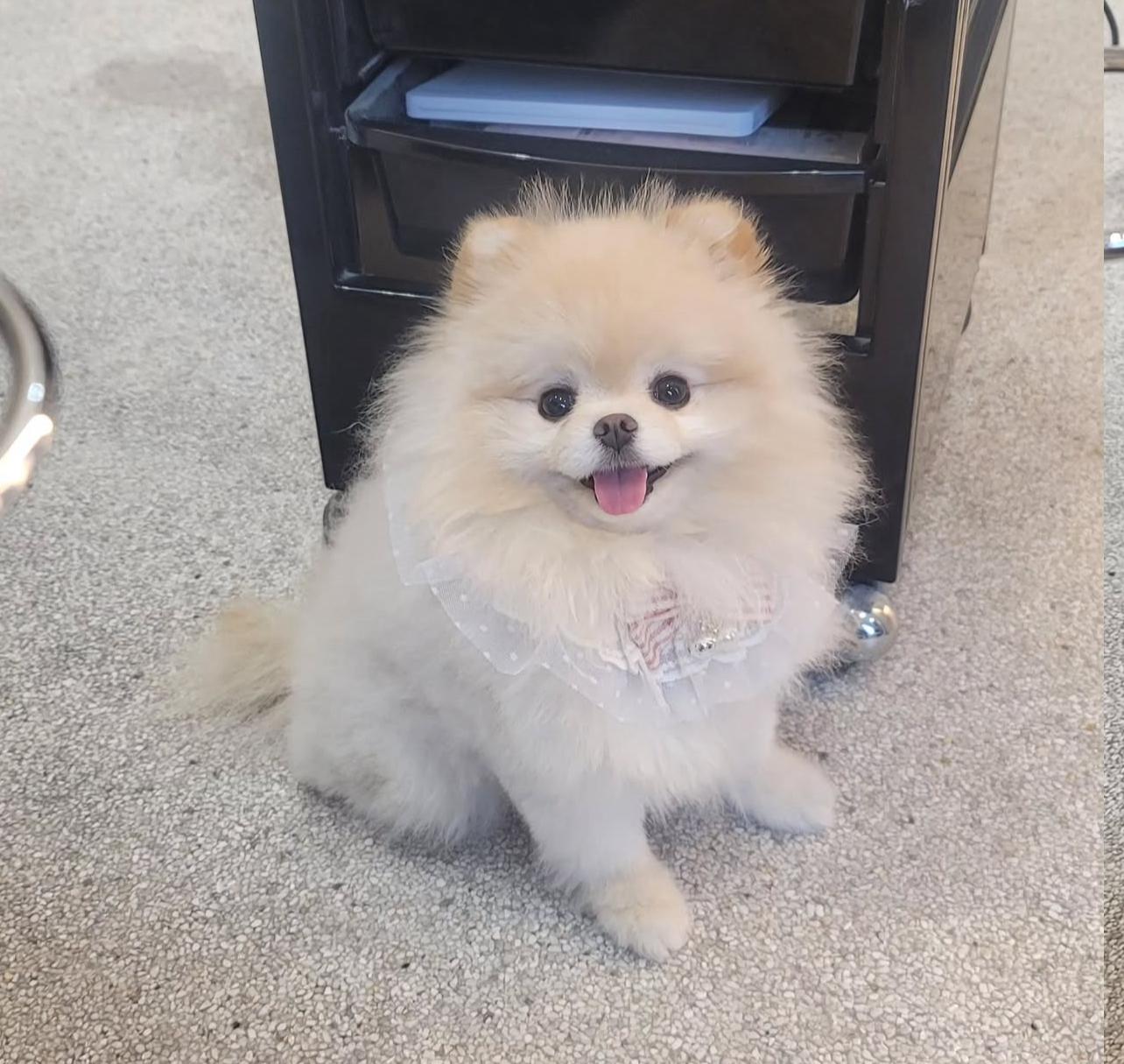 Fluffy Pomeranian Puppy