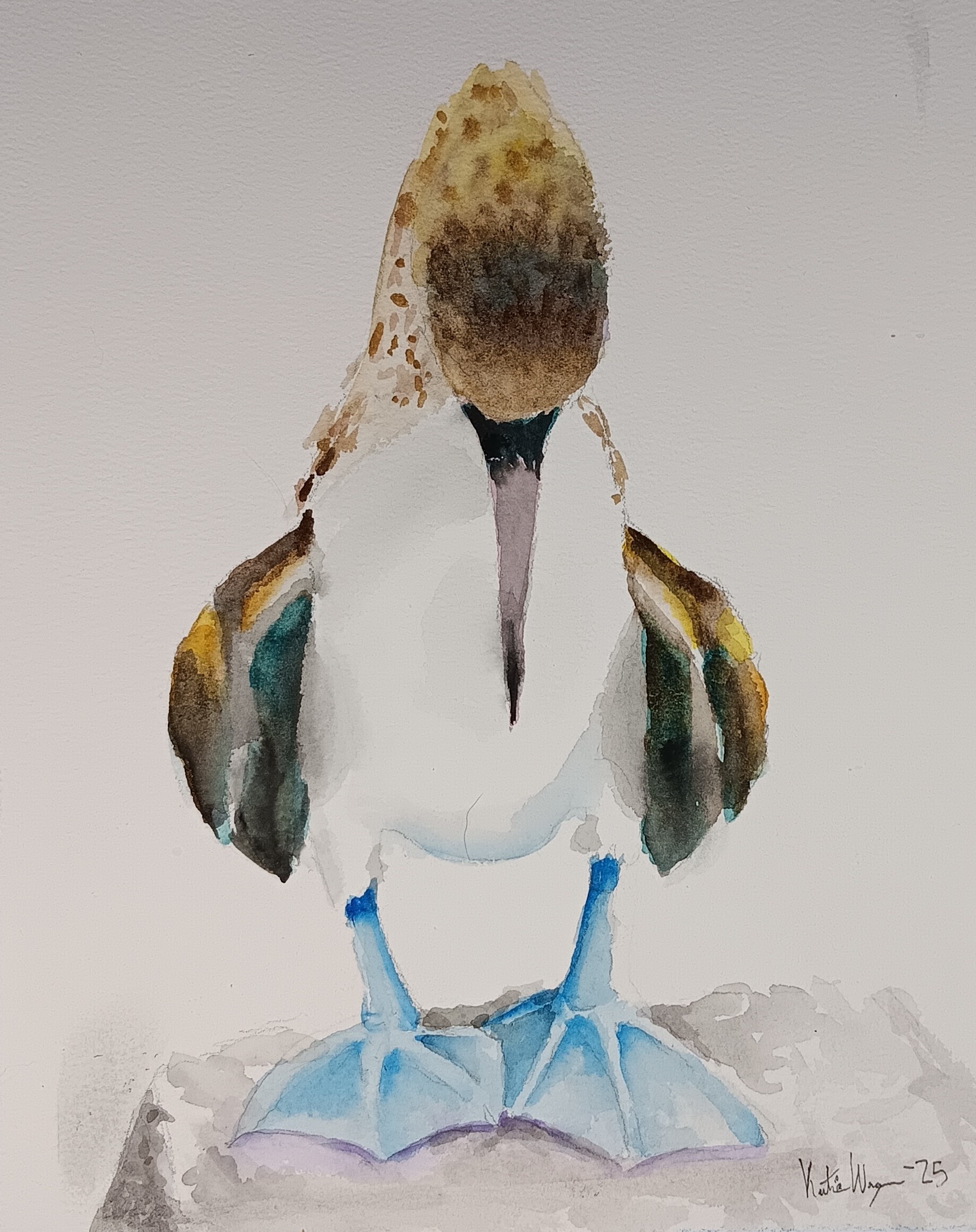 Watercolor Blue Footed Booby