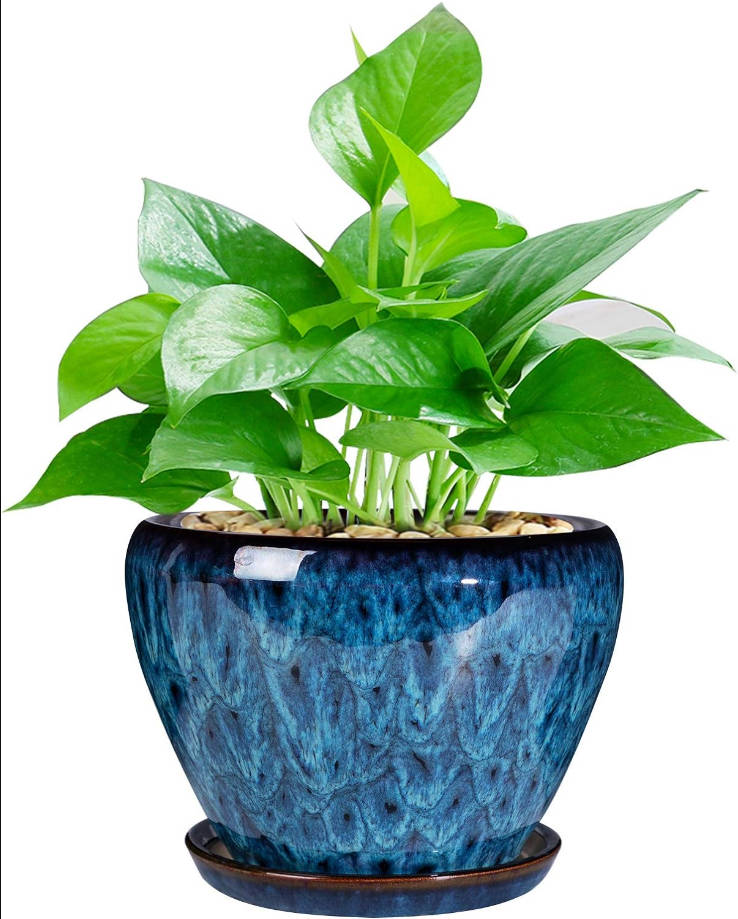 Modern Glaze Succulent Planter Pot with Drainage Hole and Saucer 6 Inch Round Flower Plant Pot for Indoor Outdoor Herb Snake Plants