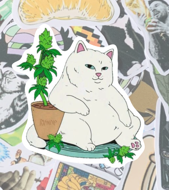 Gato 420