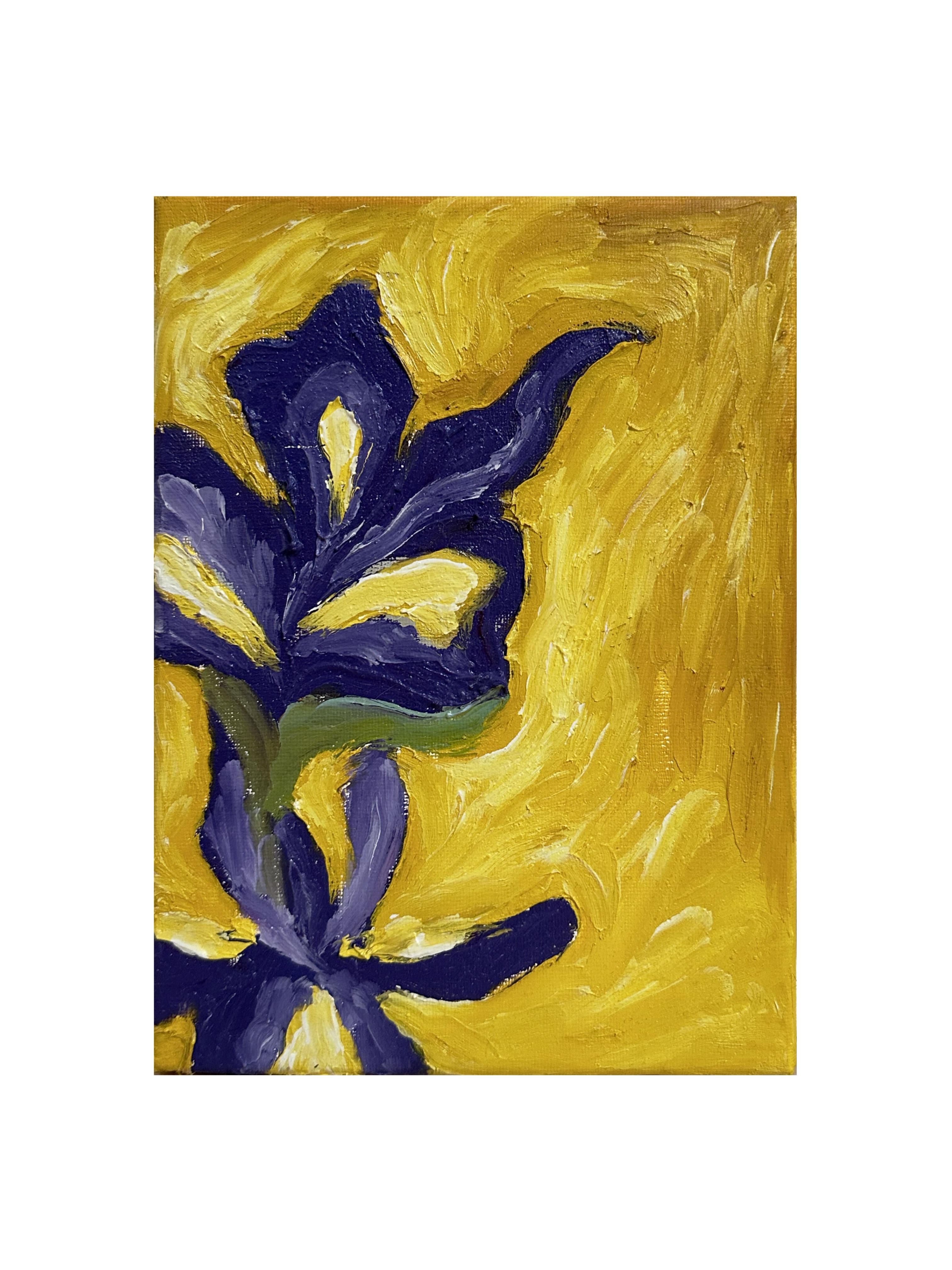 "Iris" Judy Mazzotti 2024 