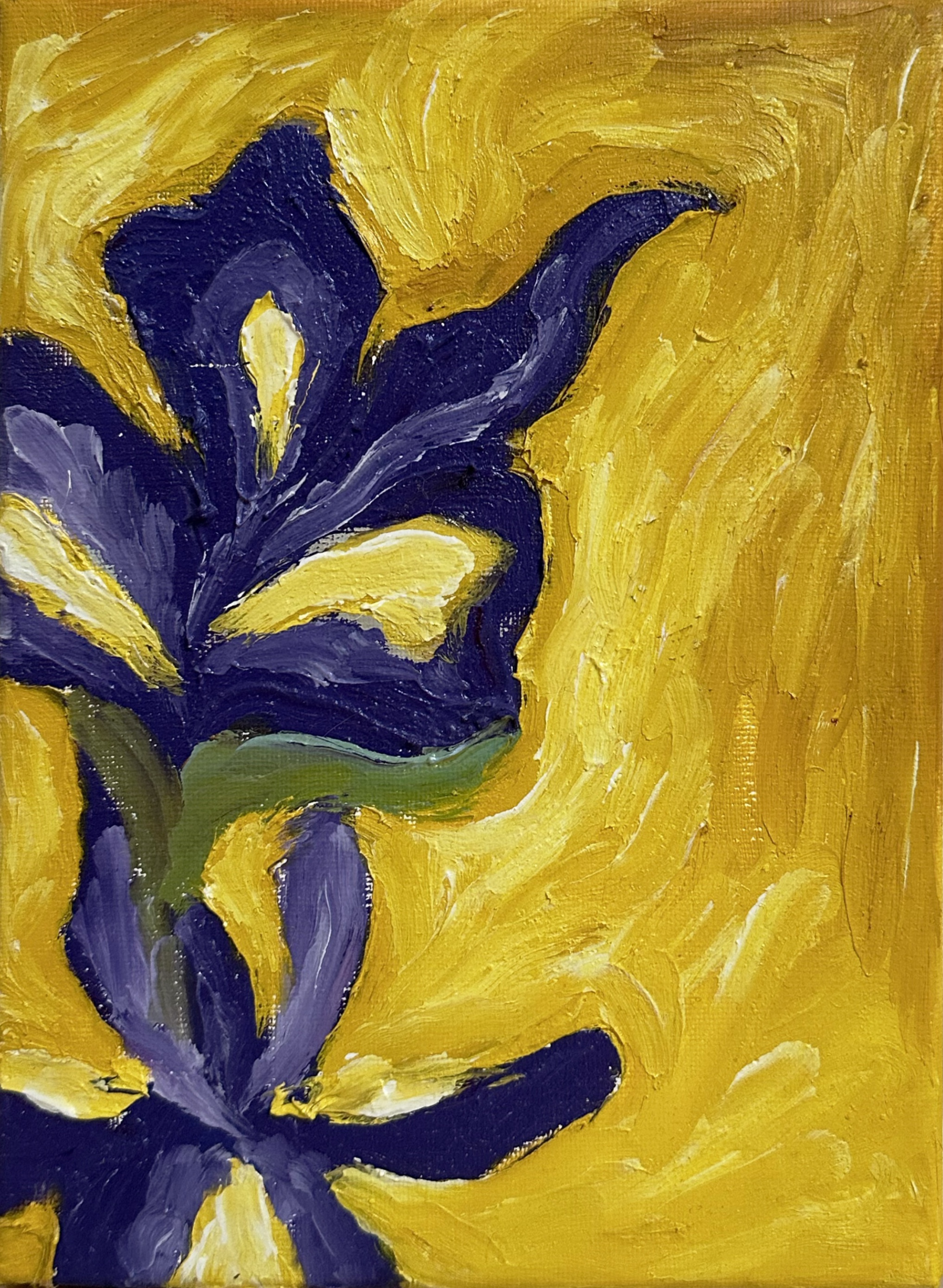 "Iris" Judy Mazzotti 2024