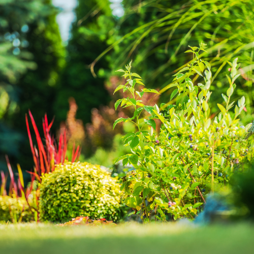 Estilo y Renovación de Plantas al Aire Libre